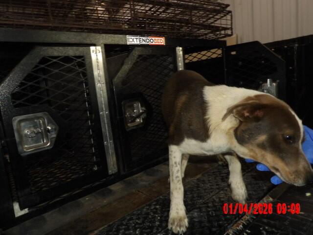 Enlarge Trevor, a Adoptable Mixed Breed in Hobbs, NM image 5/6