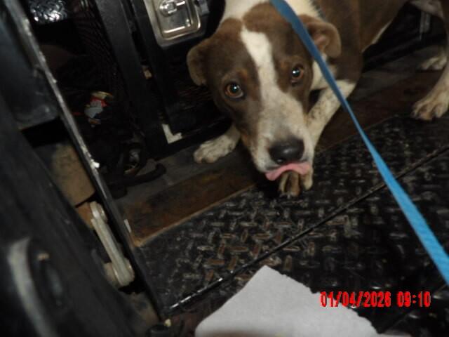 Enlarge Trevor, a Adoptable Mixed Breed in Hobbs, NM image 6/6