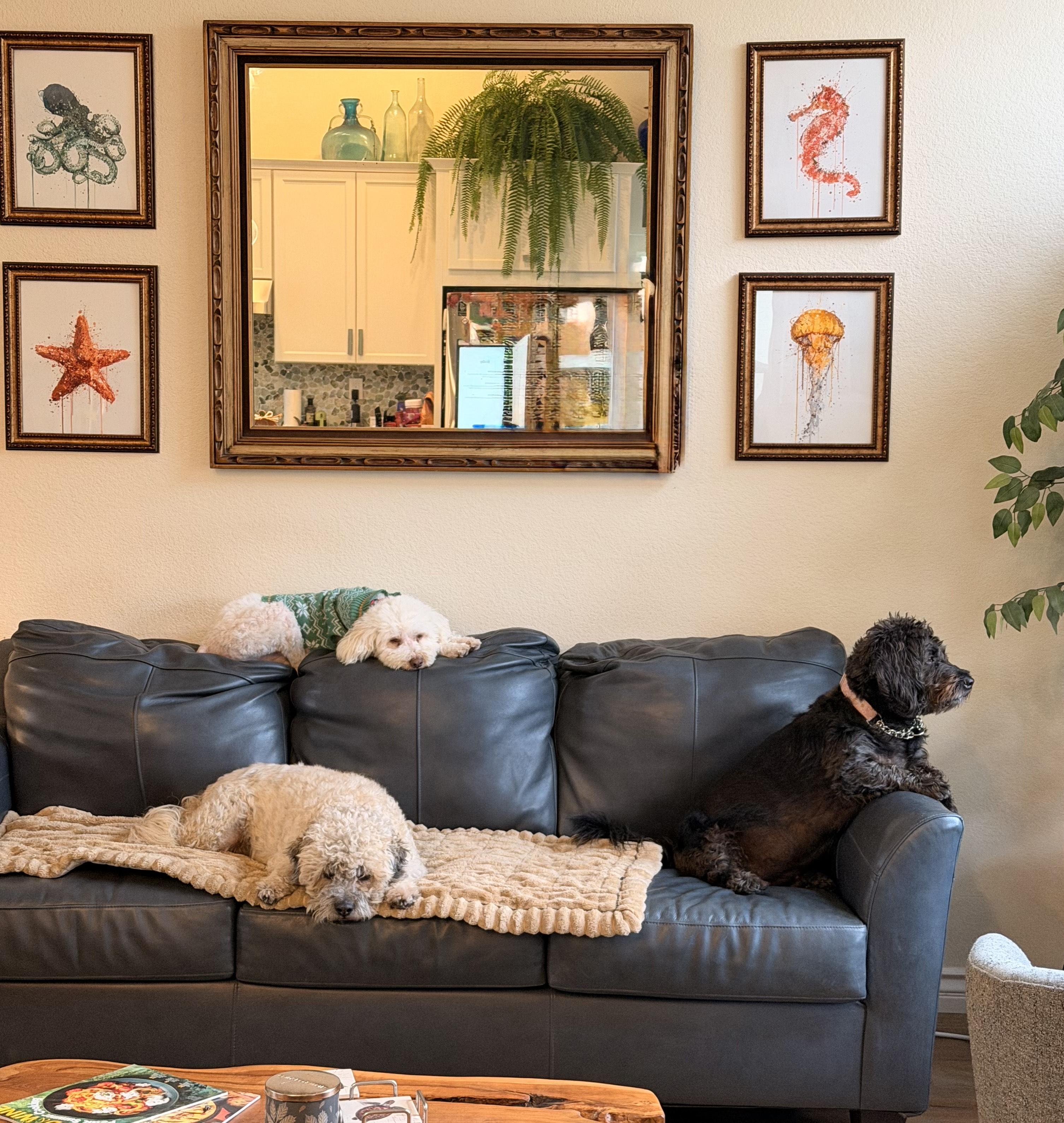 Beloved and Blissful Bohdi, a Adoptable Bichon Frise in Carlsbad, CA image 3/4