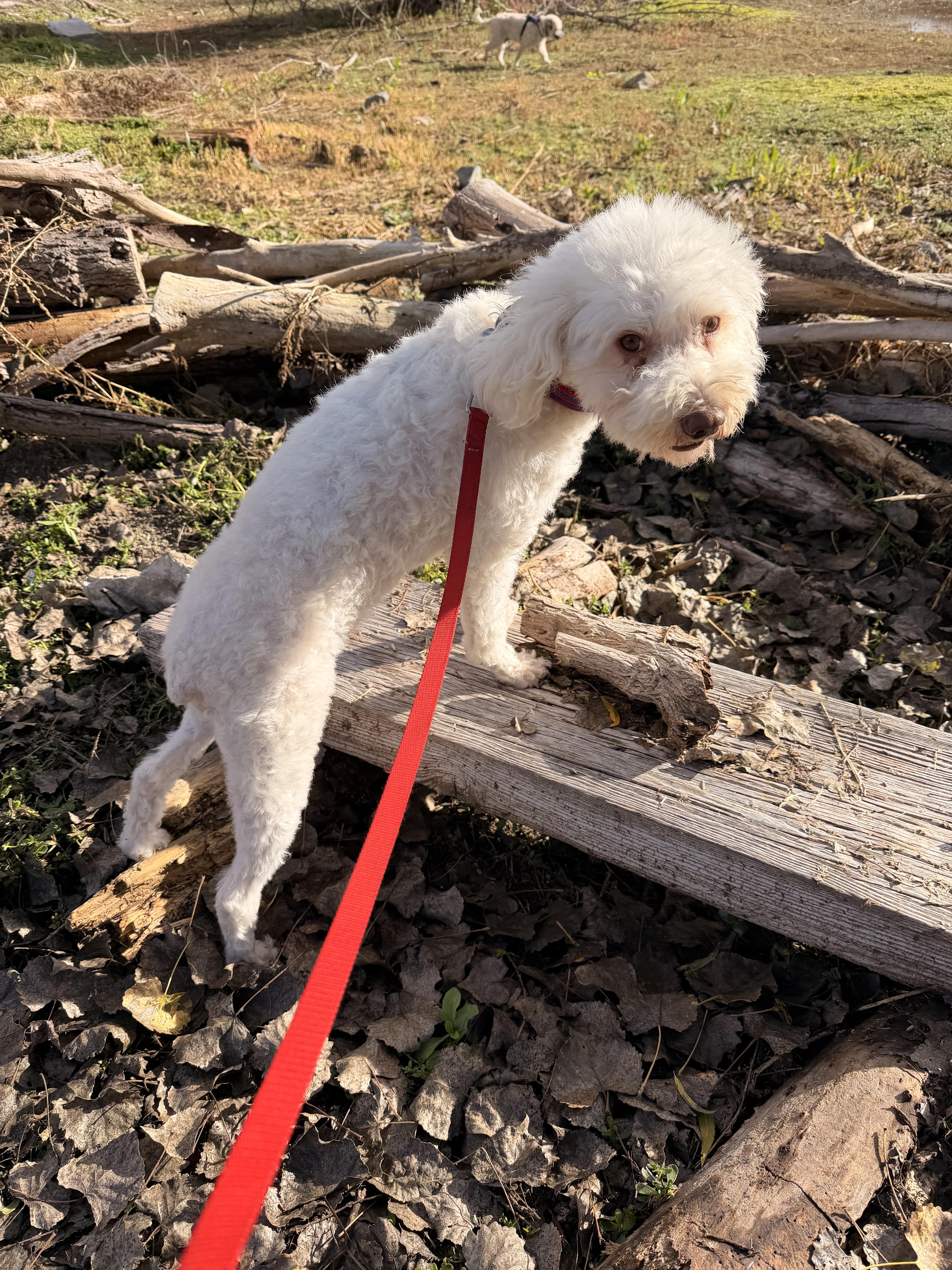 Beloved and Blissful Bohdi, a Adoptable Bichon Frise in Carlsbad, CA image 1/4