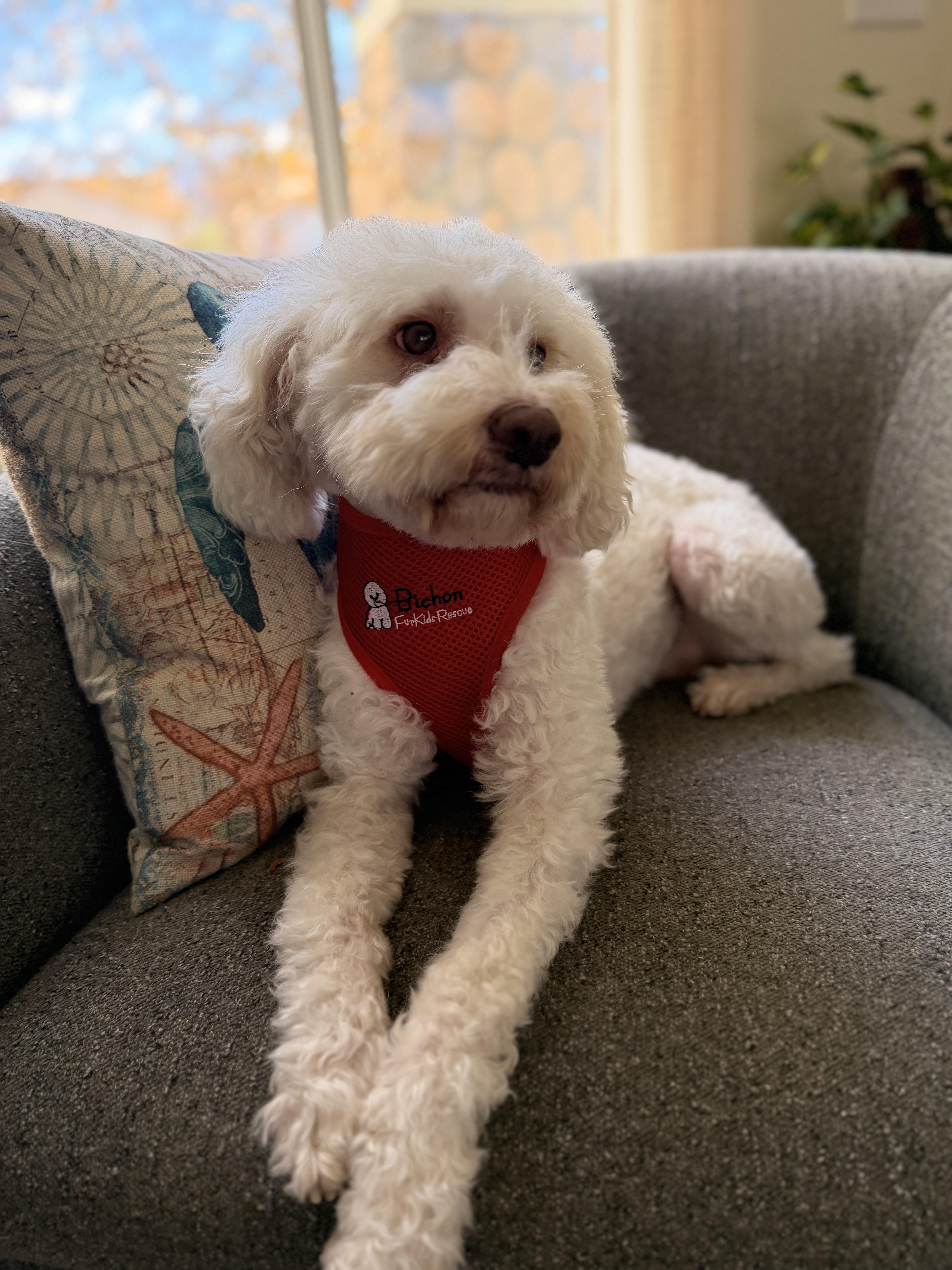 Beloved and Blissful Bohdi, a Adoptable Bichon Frise in Carlsbad, CA image 2/4