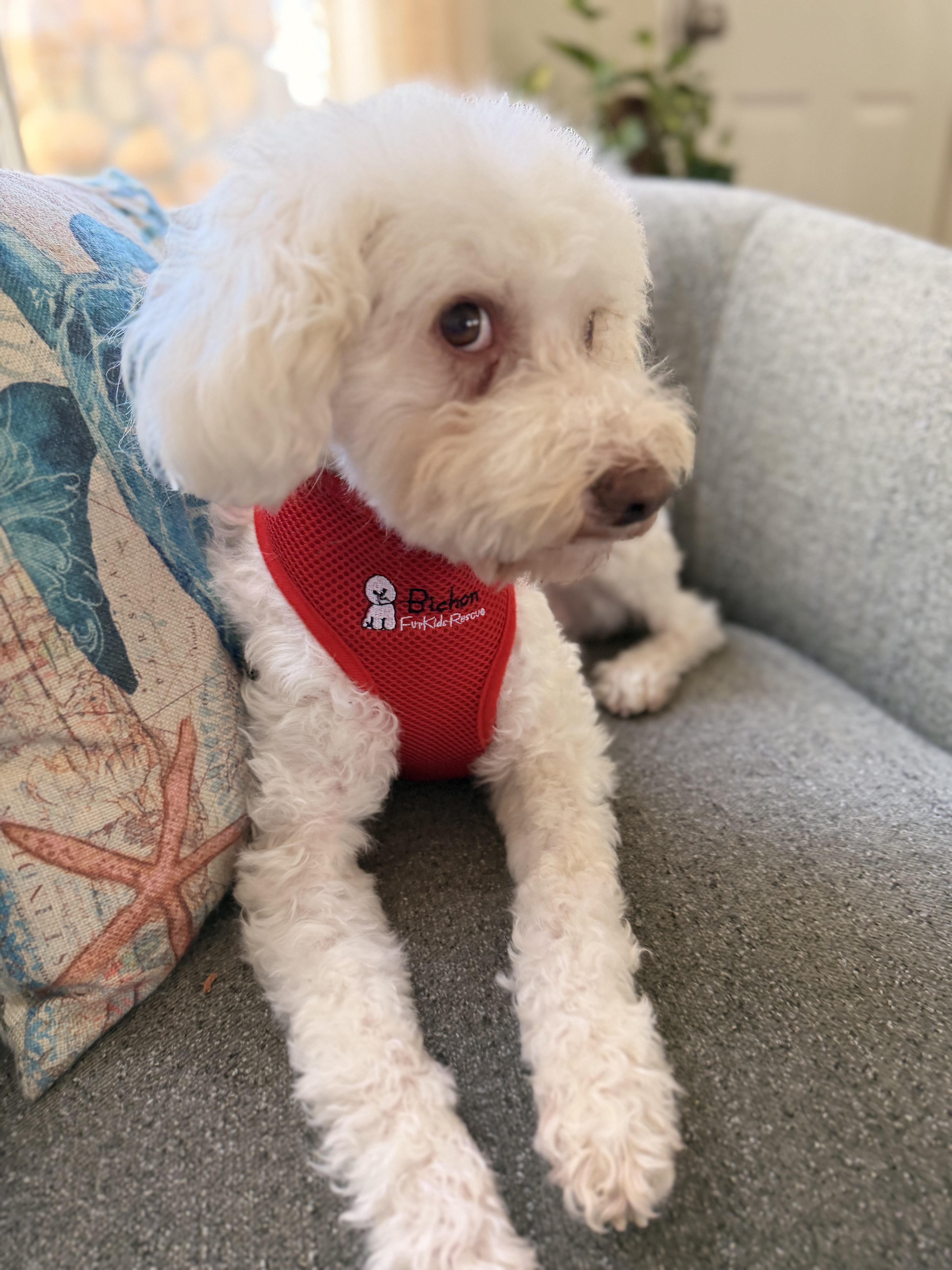 Beloved And Blissful Bohdi thumbnail 4