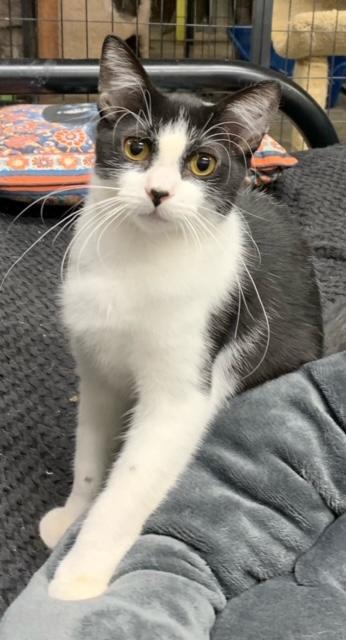 FREEDOM, a Adoptable Tuxedo in Lake Ozark, MO image 1/9