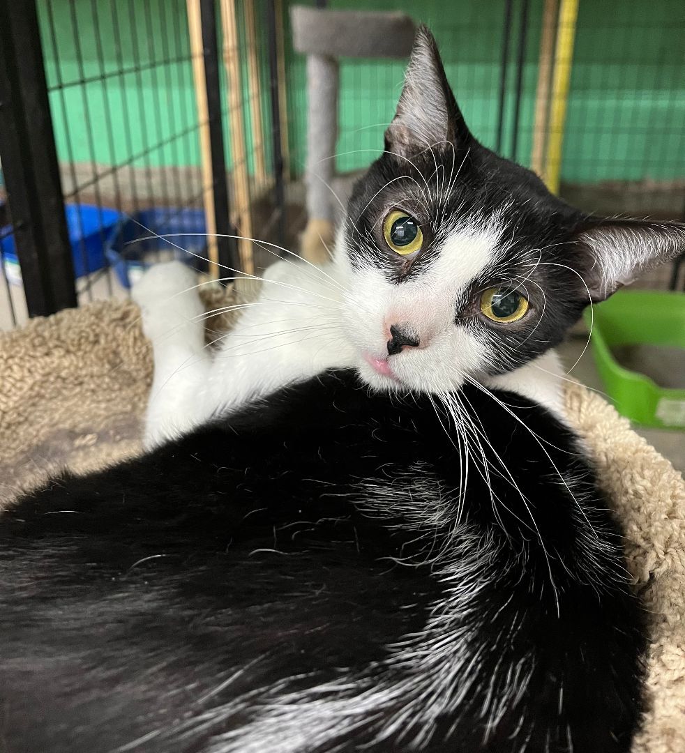 FREEDOM, a Adoptable Tuxedo in Lake Ozark, MO image 2/9