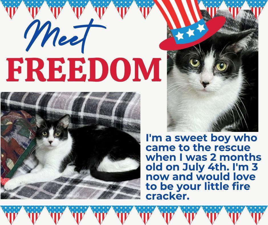 FREEDOM, a Adoptable Tuxedo in Lake Ozark, MO image 3/9