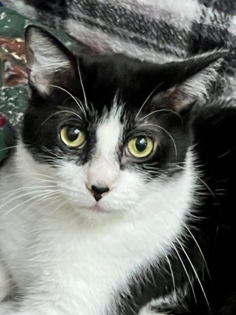 FREEDOM, a Adoptable Tuxedo in Lake Ozark, MO image 4/9