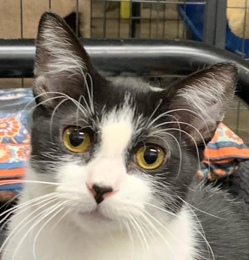 FREEDOM, a Adoptable Tuxedo in Lake Ozark, MO image 5/9