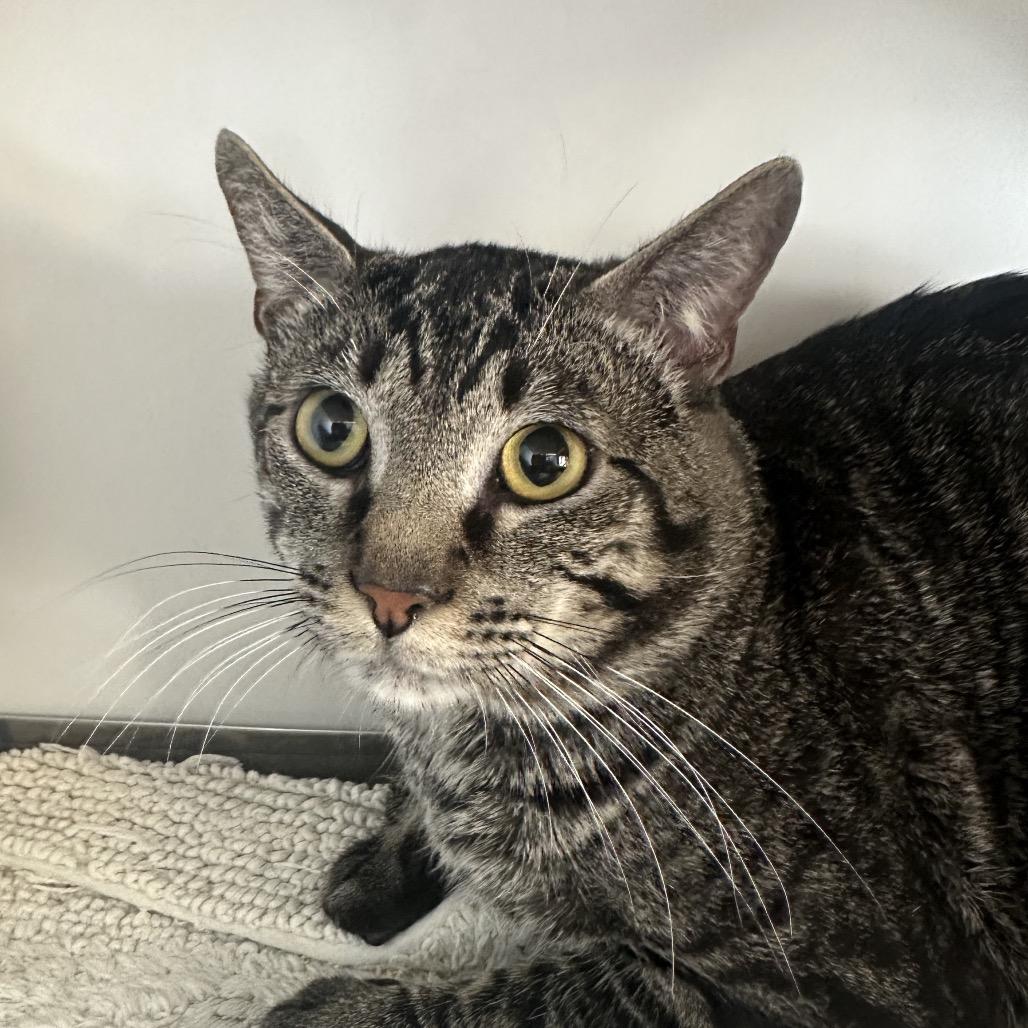 Enlarge Bruce Lee, a Adoptable Domestic Short Hair in Park City, UT image 1/1
