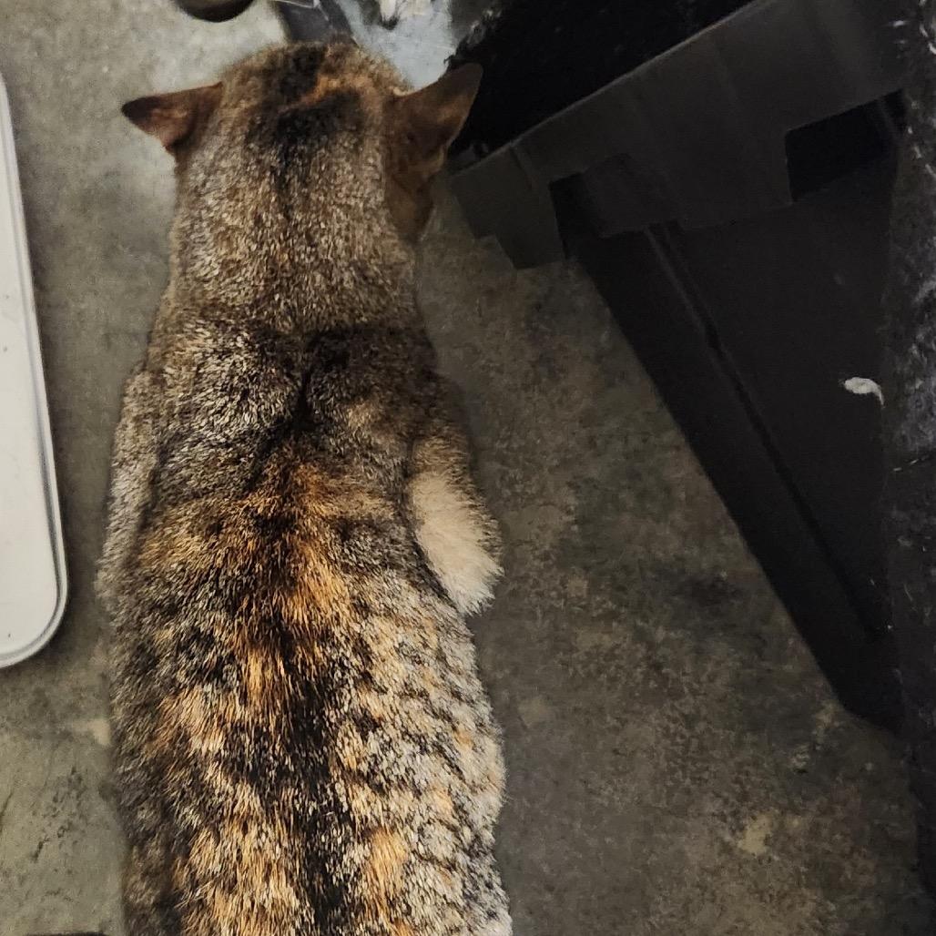 FOUND CANTON — thumbnail 2