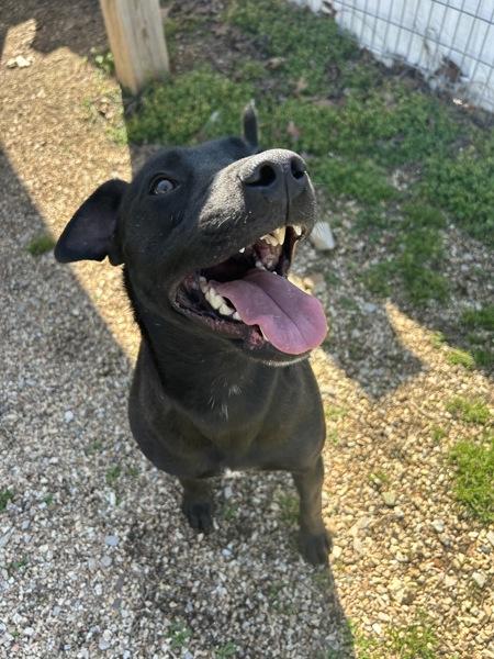 Jojo, Adoptable, Adult Female Labrador Retriever & Mixed Breed.