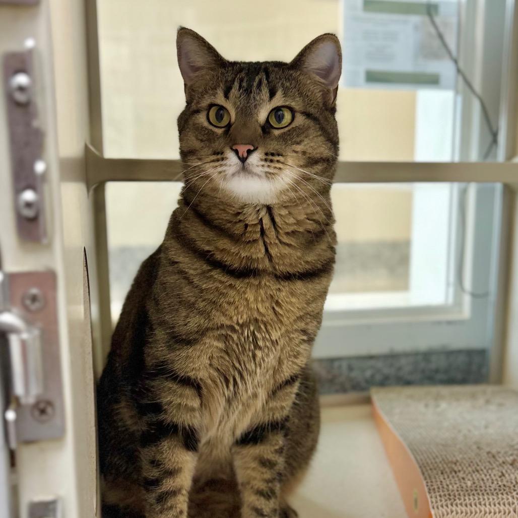 Tigger, Adoptable, Adult Female Domestic Short Hair.