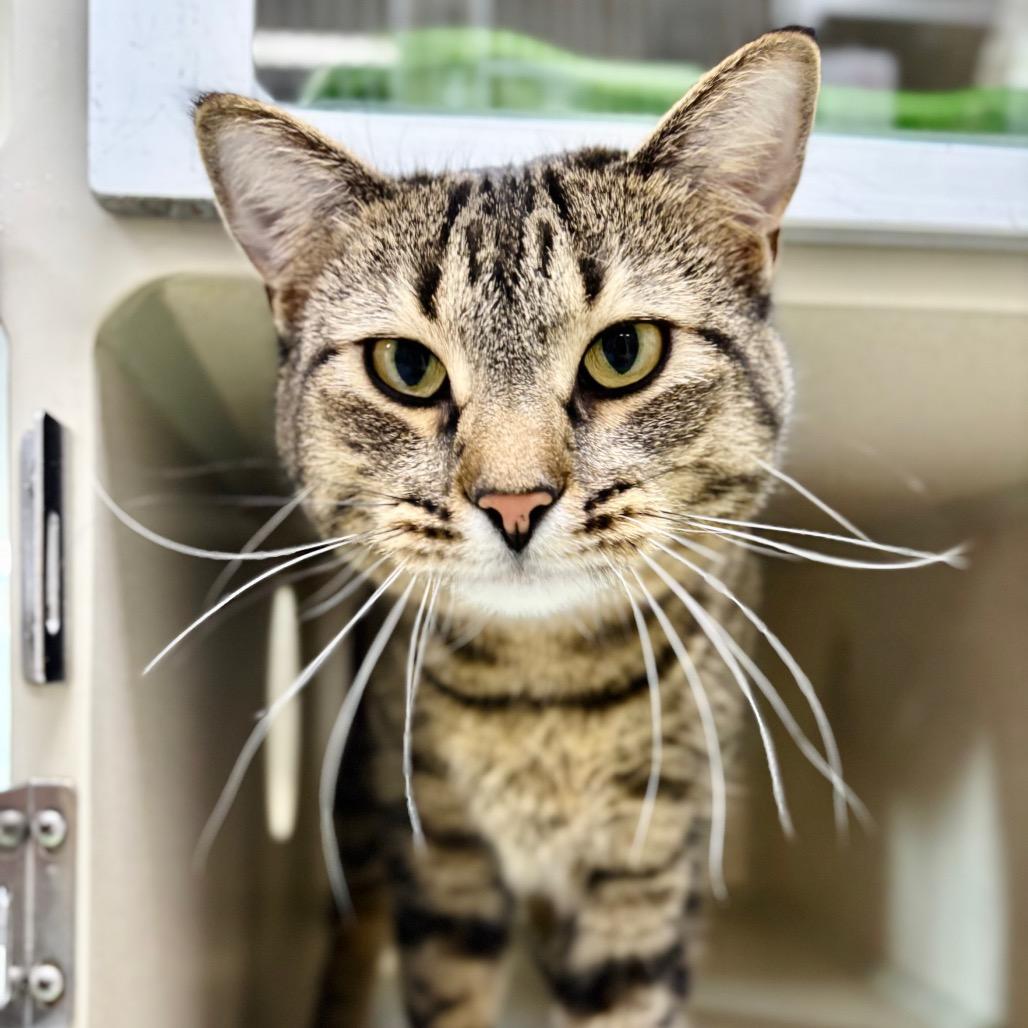 Enlarge Tigger, a Adoptable Domestic Short Hair in Great Falls, MT image 3/3