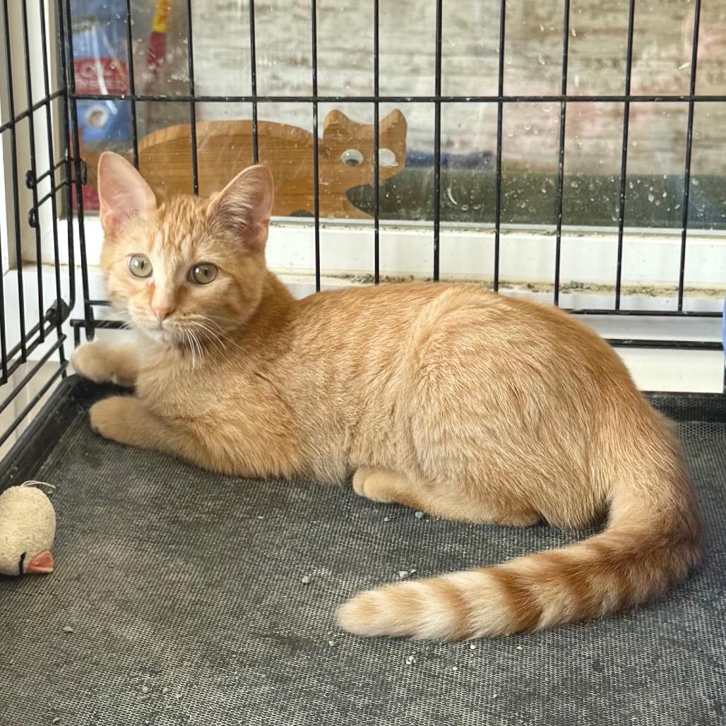 Swigert, a Adoptable Domestic Medium Hair in Mondovi, WI image 1/4