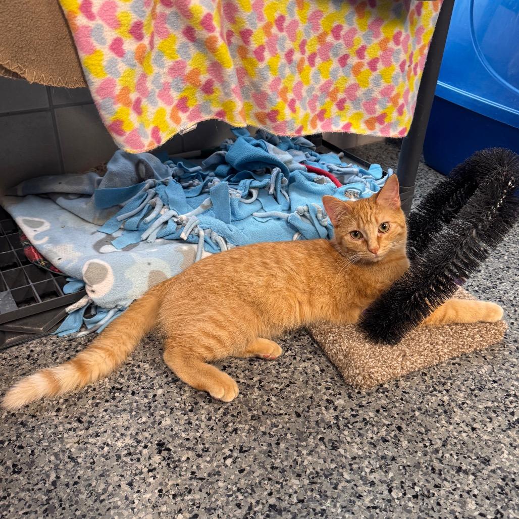 Swigert, a Adoptable Domestic Medium Hair in Mondovi, WI image 3/4