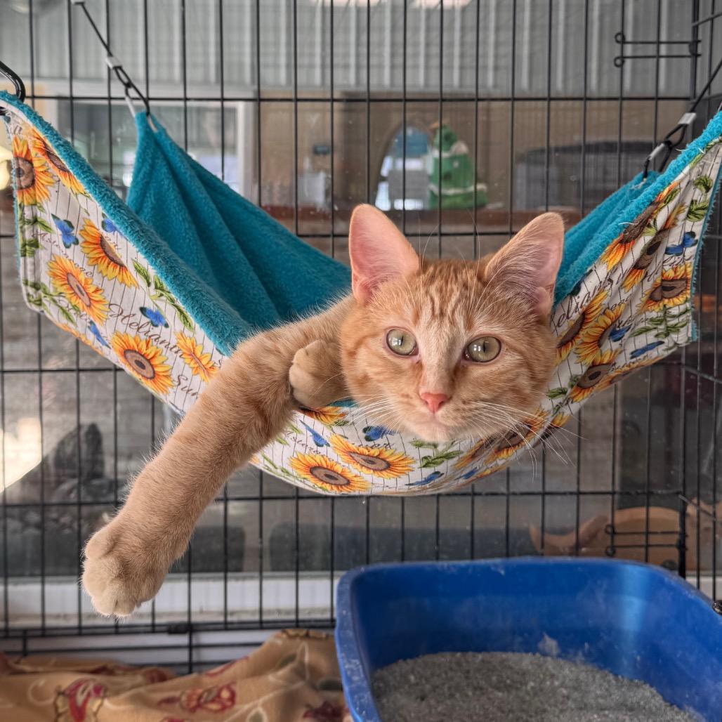 Swigert, a Adoptable Domestic Medium Hair in Mondovi, WI image 4/4