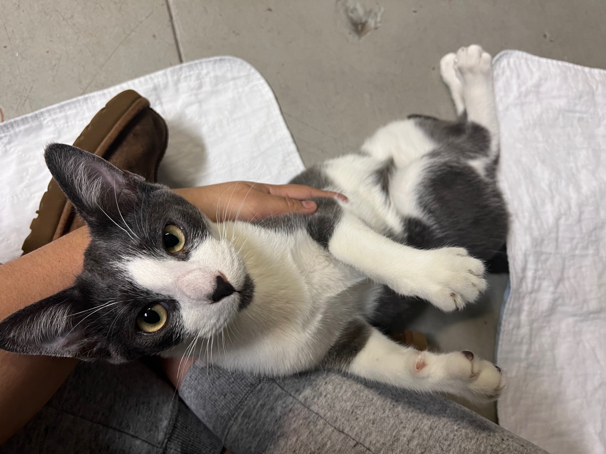 Boris Becker, Adult Male Domestic Short Hair