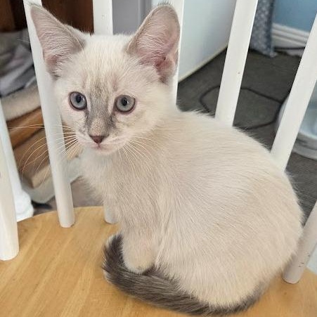Enlarge Ivory, a ADOPTABLE mixed breed in Mesquite, NV image 1/3