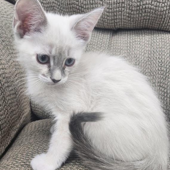 Enlarge Ivory, a ADOPTABLE mixed breed in Mesquite, NV image 2/3