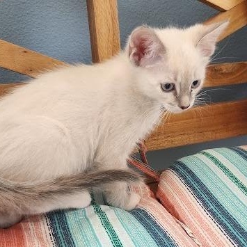 Enlarge Ivory, a ADOPTABLE mixed breed in Mesquite, NV image 3/3