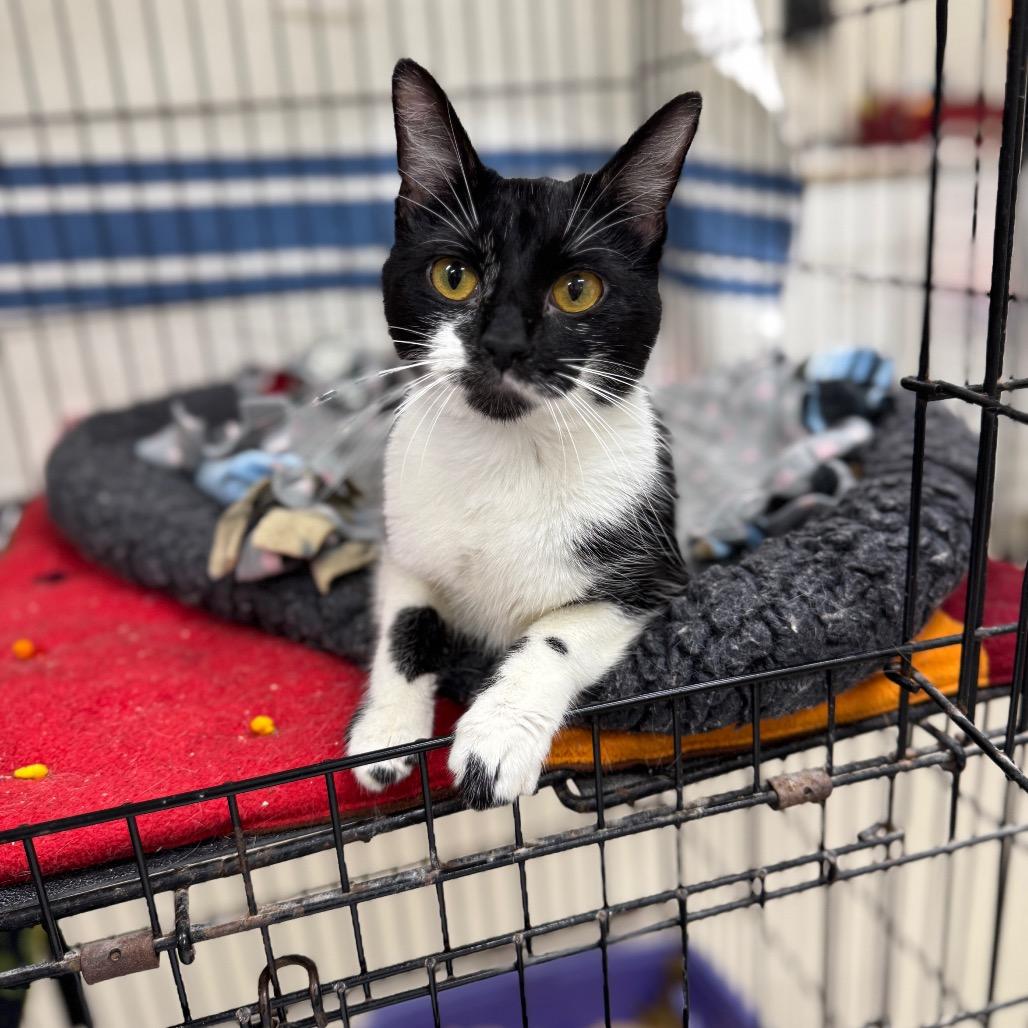 Enlarge Oreo, a Adoptable Domestic Short Hair in Redwood Falls, MN image 1/1