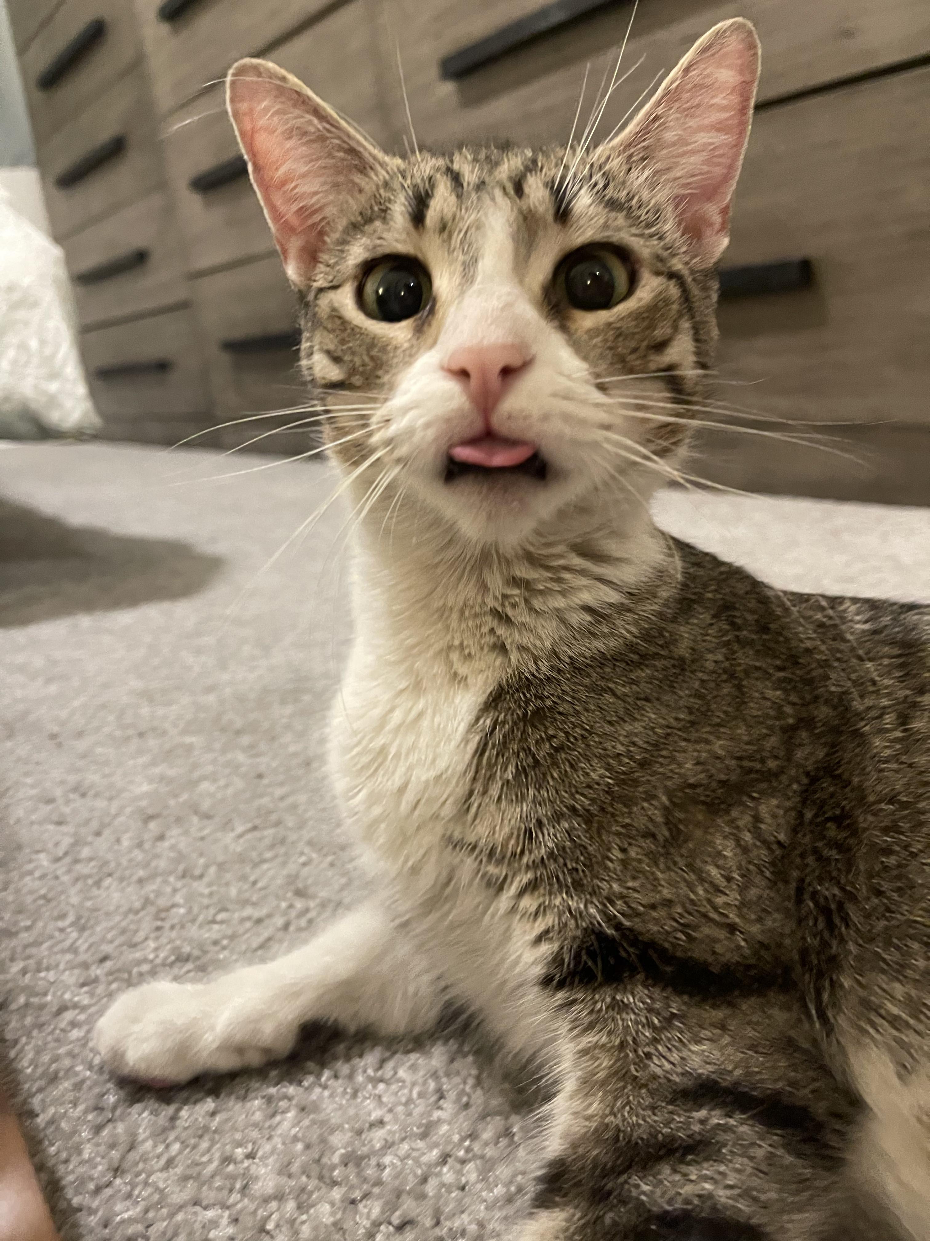 Ruby, Adoptable, Adult Female Domestic Short Hair.