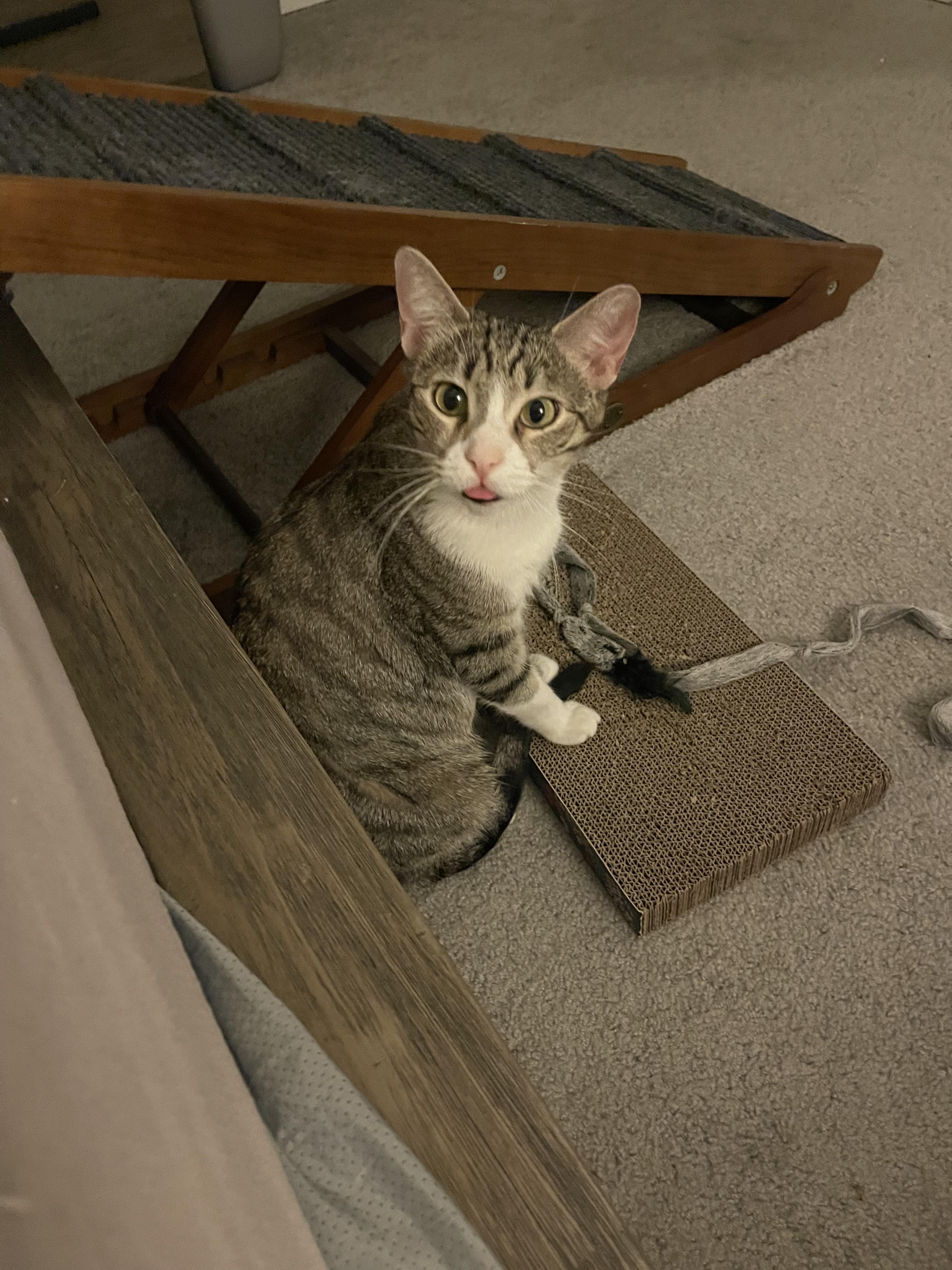 Ruby, a Adoptable mixed breed in Youngtown, AZ image 2/3