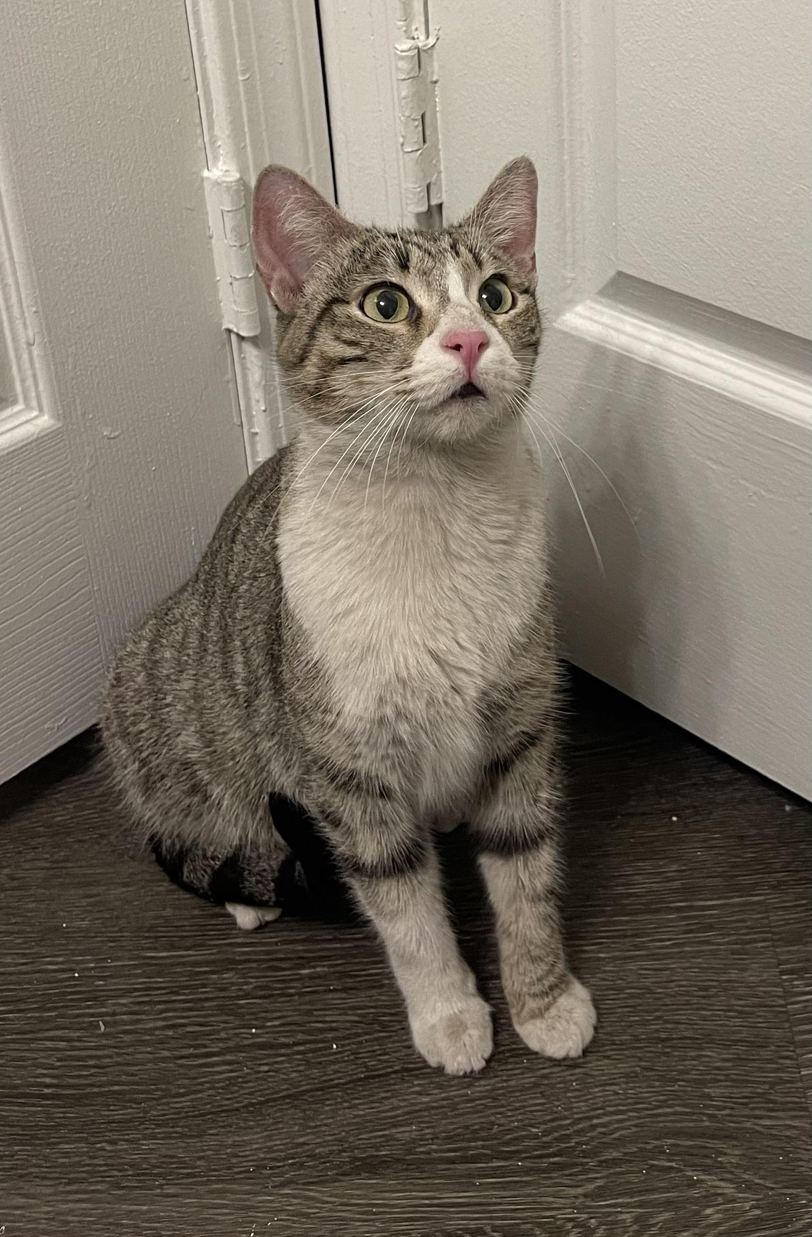 Ruby, a Adoptable mixed breed in Youngtown, AZ image 3/3