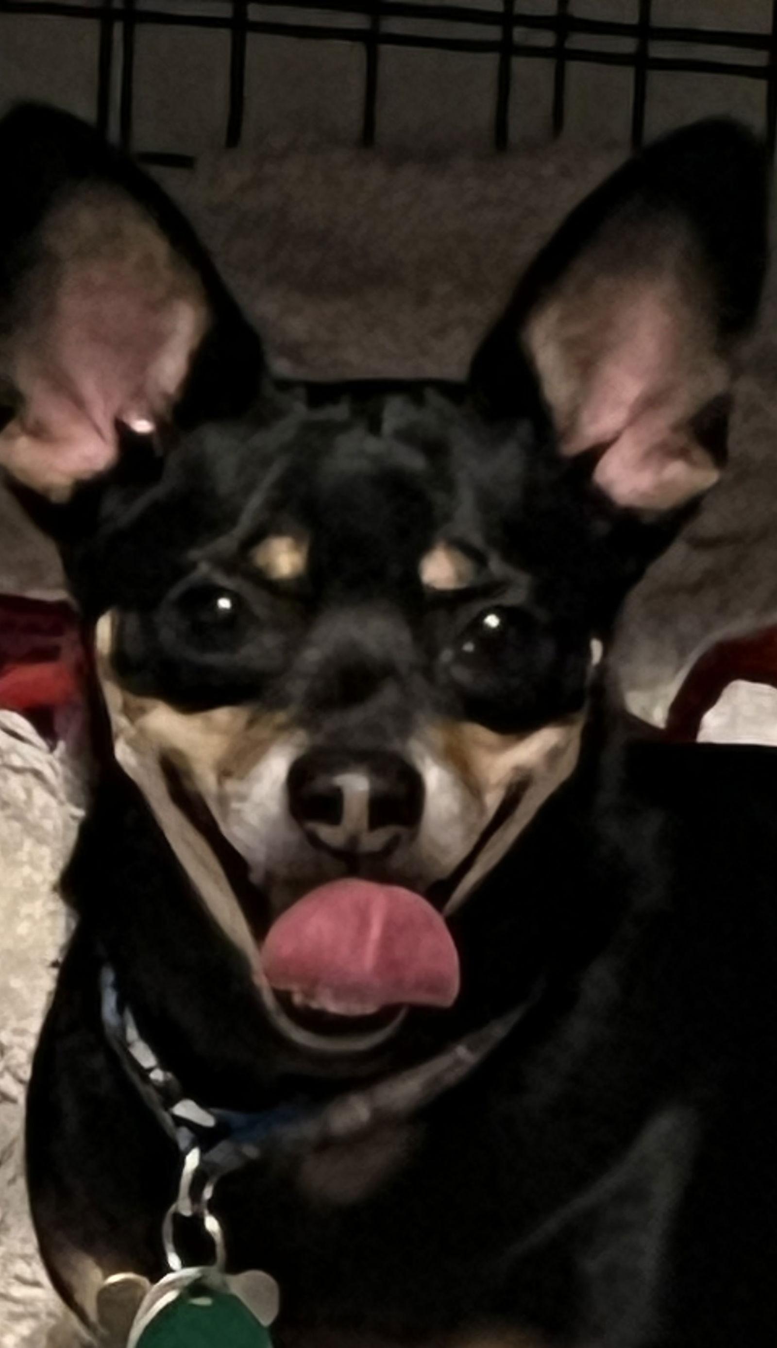 Kingsley, Adoptable, Adult Male Dachshund & Chihuahua.