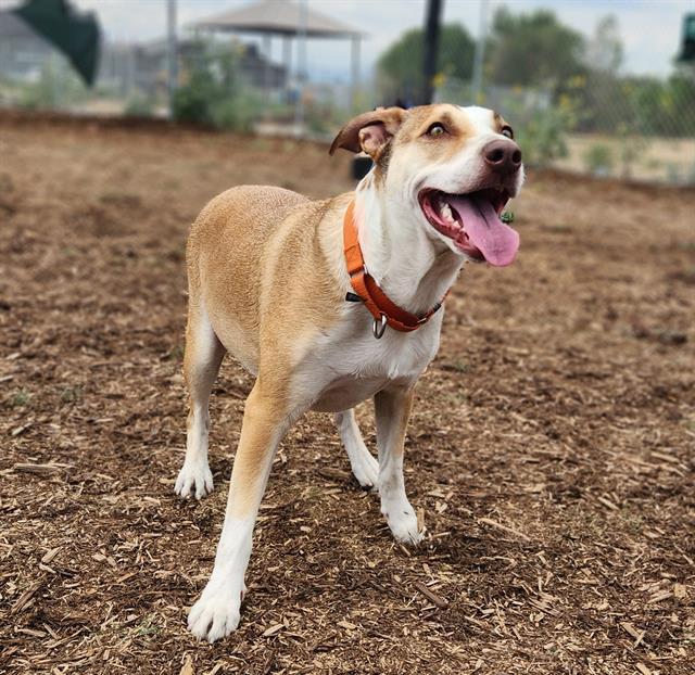 WATSON, Adoptable, Young Male Labrador Retriever & Mixed Breed.