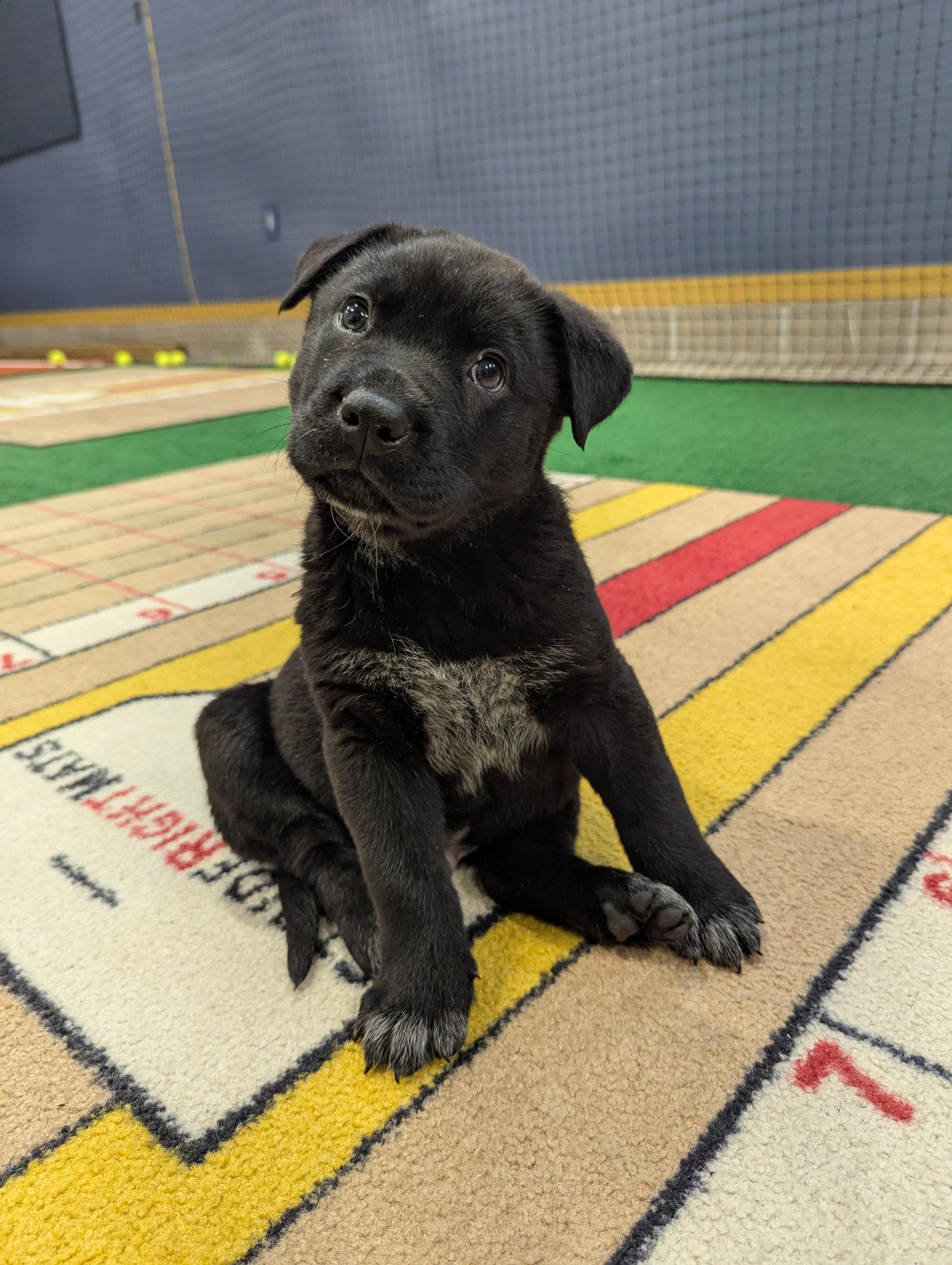 Dodger, ADOPTABLE, Puppy Male Retriever & Mixed Breed.