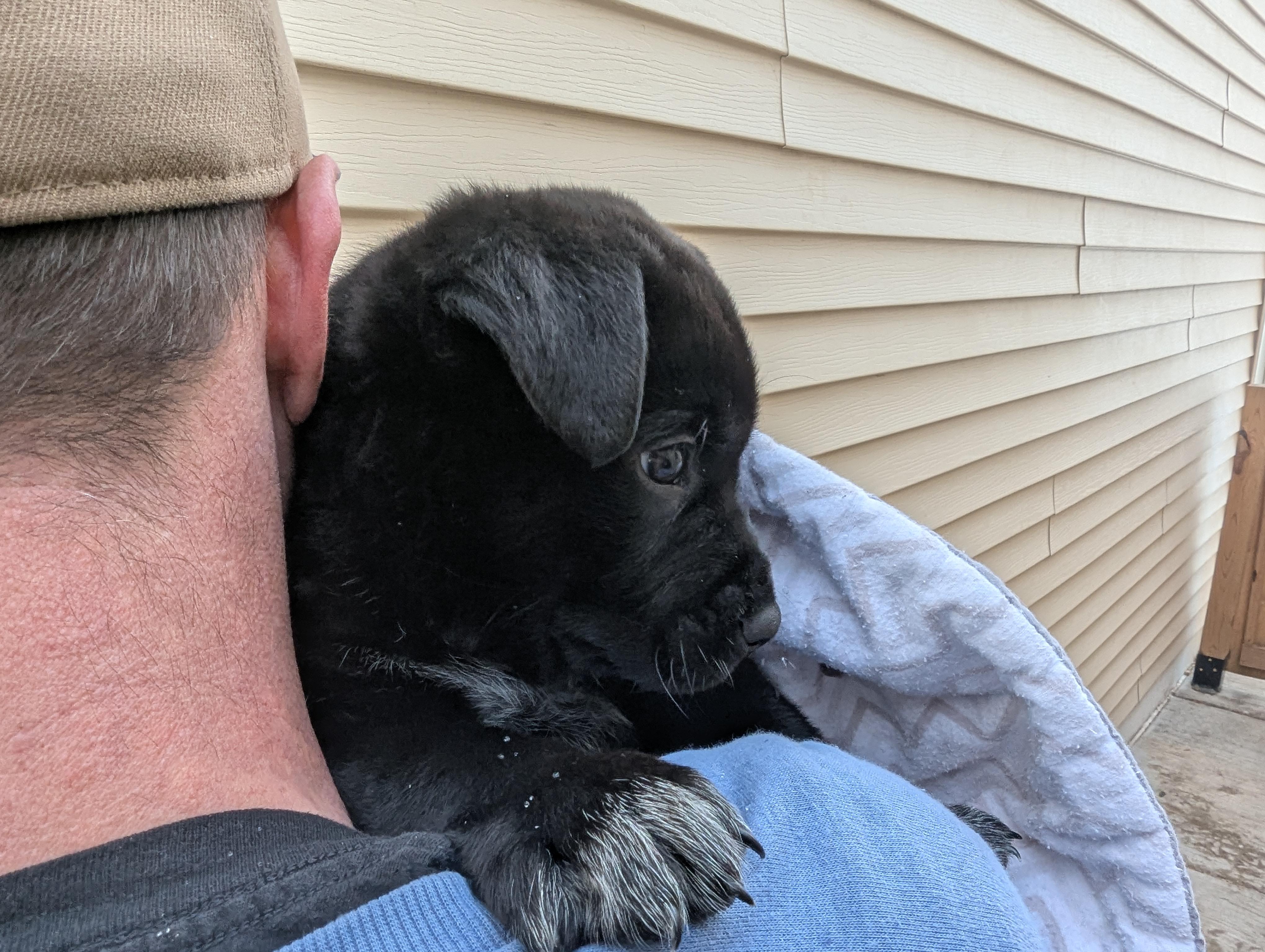 Dodger, a ADOPTABLE mixed breed in Minneapolis, MN image 4/6