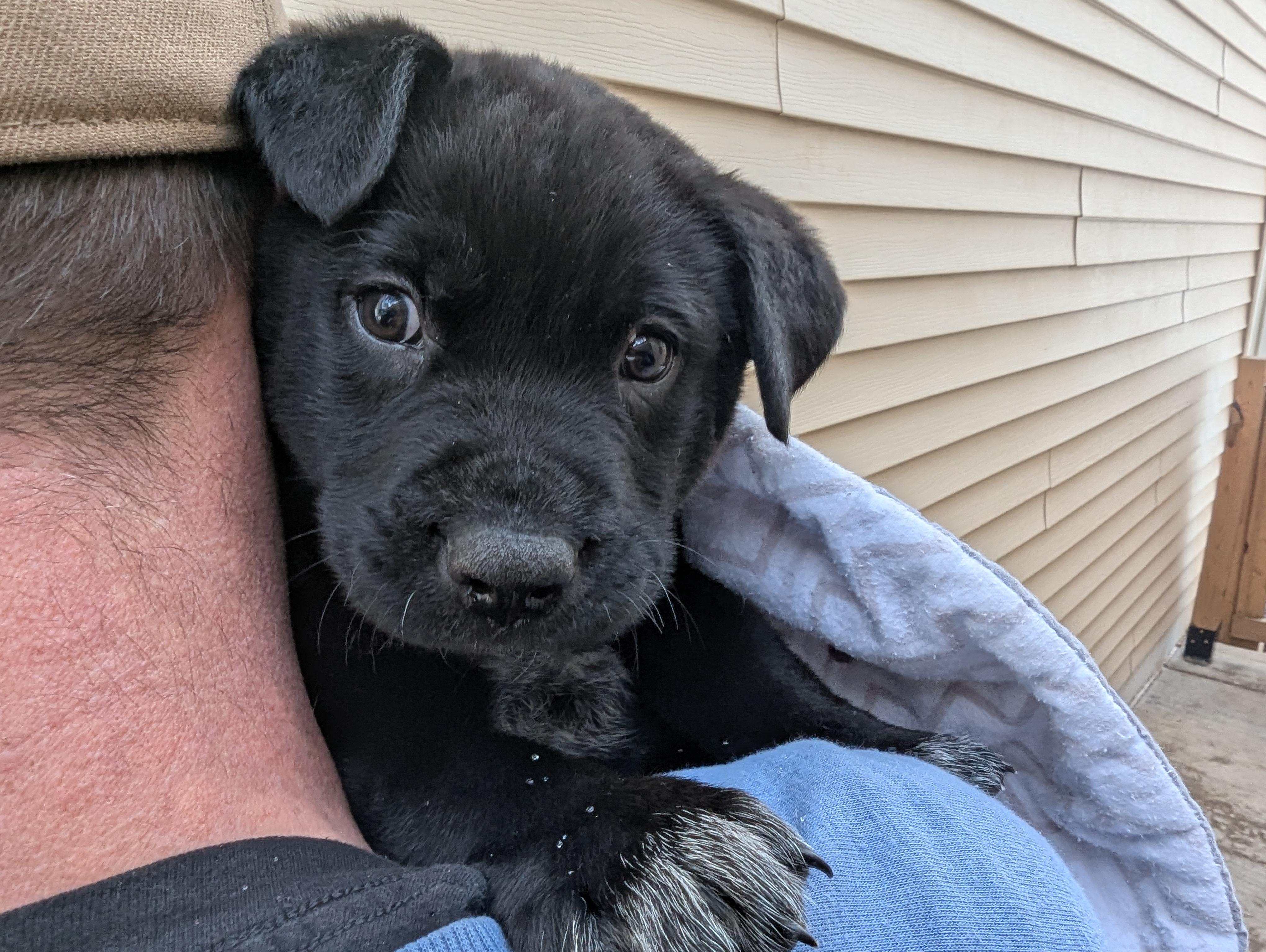 Dodger, a ADOPTABLE mixed breed in Minneapolis, MN image 3/6