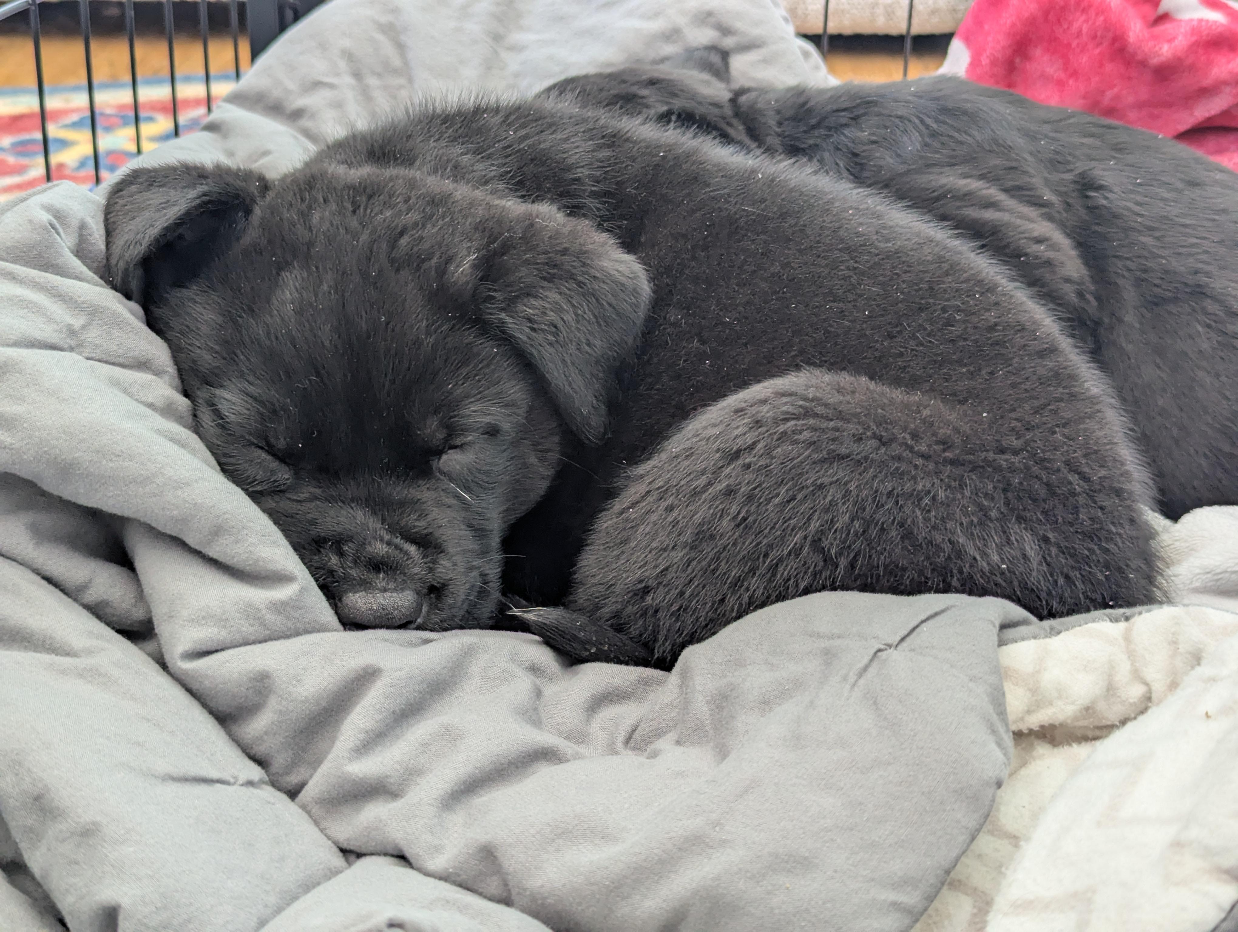 Dodger, a ADOPTABLE mixed breed in Minneapolis, MN image 5/6