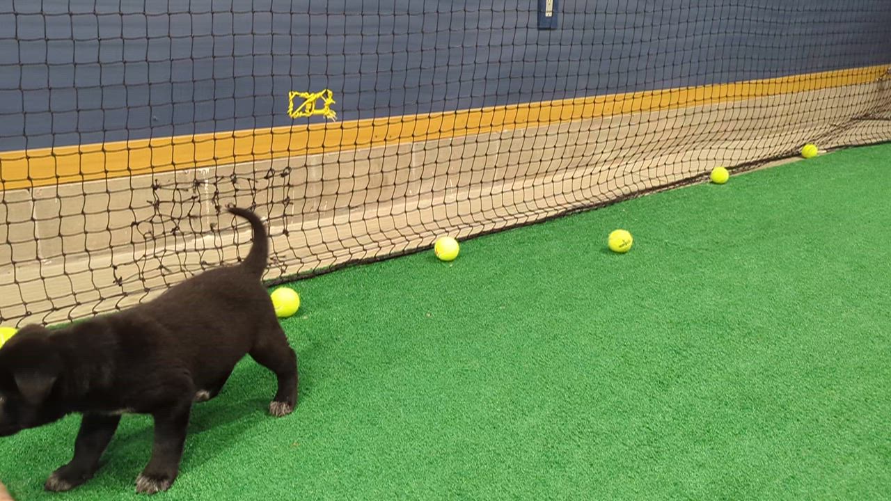 Enlarge Dodger, a ADOPTABLE mixed breed in Minneapolis, MN video 6/6