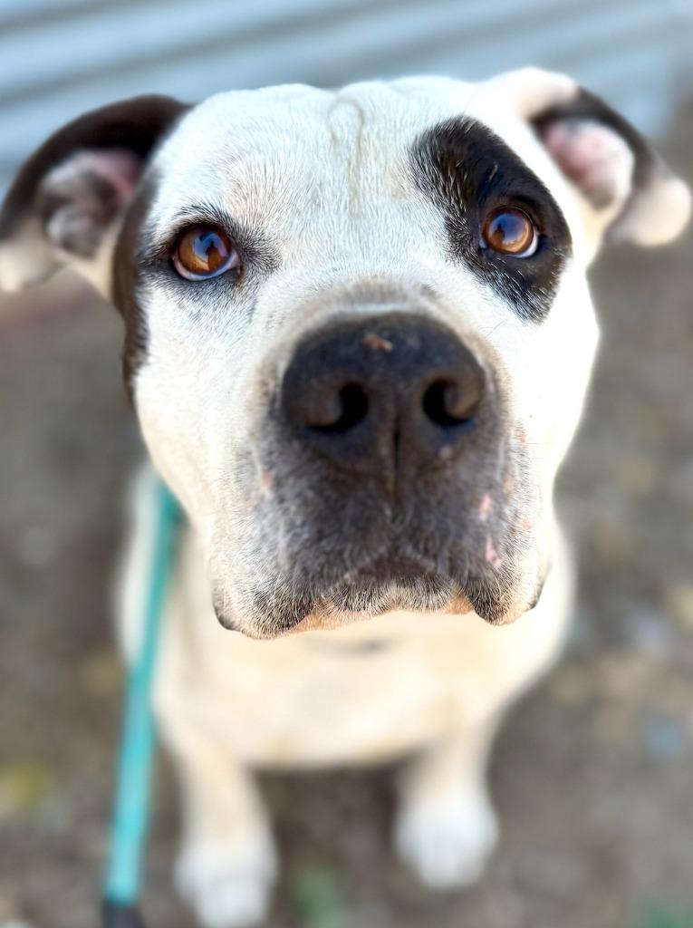 Enlarge Freedom, a Adoptable Pit Bull Terrier in Tehachapi, CA image 1/4