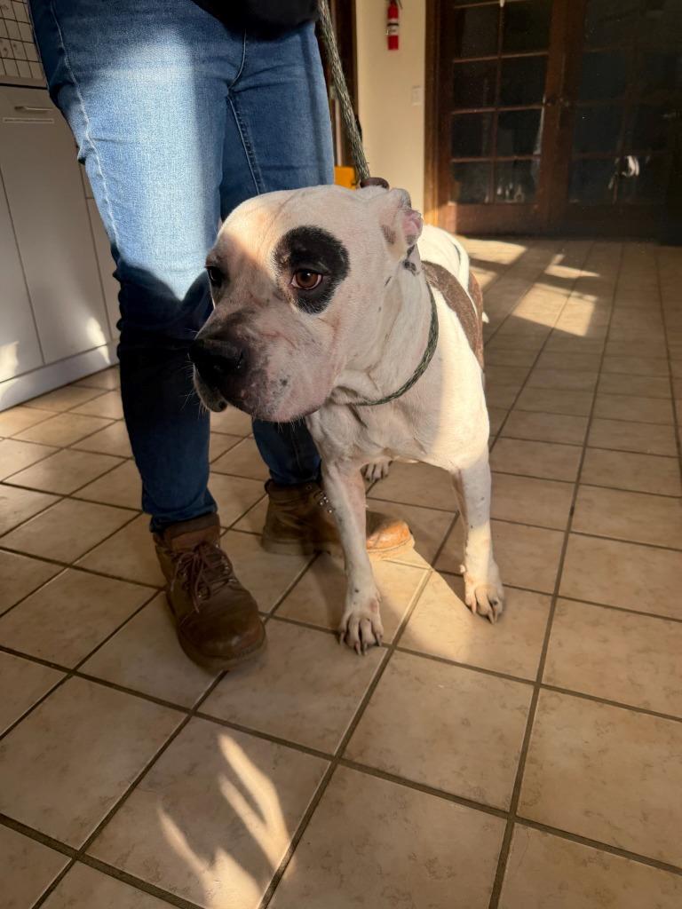 Enlarge Freedom, a Adoptable Pit Bull Terrier in Tehachapi, CA image 2/4