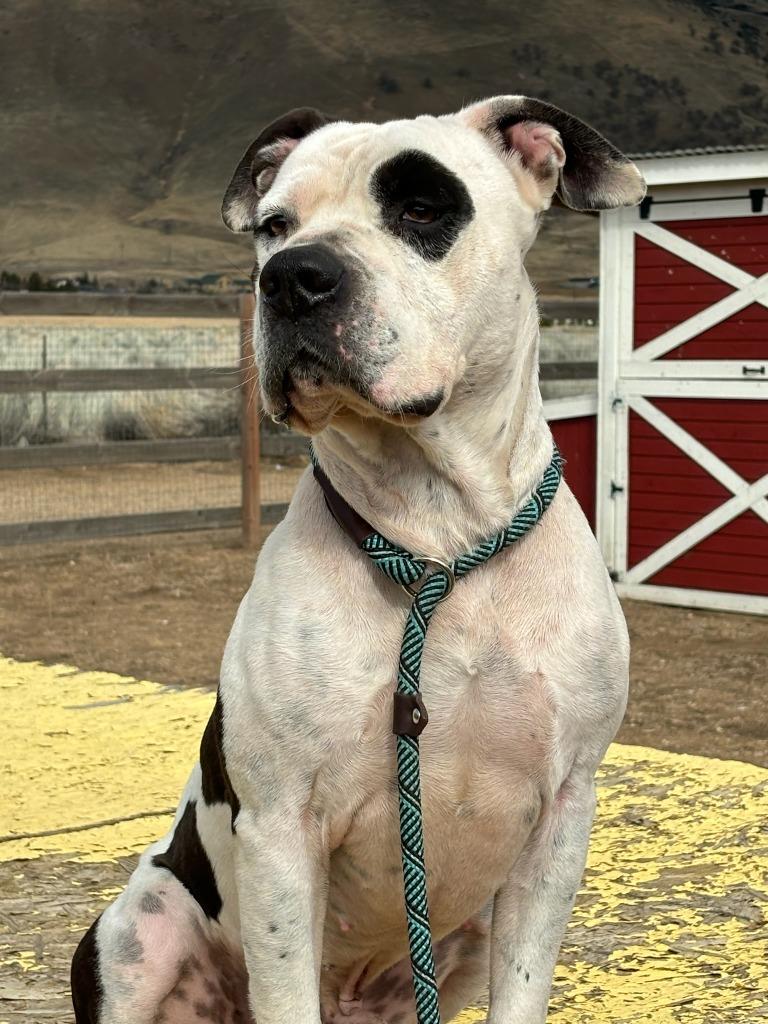 Freedom, a Adoptable Pit Bull Terrier in Tehachapi, CA image 3/4