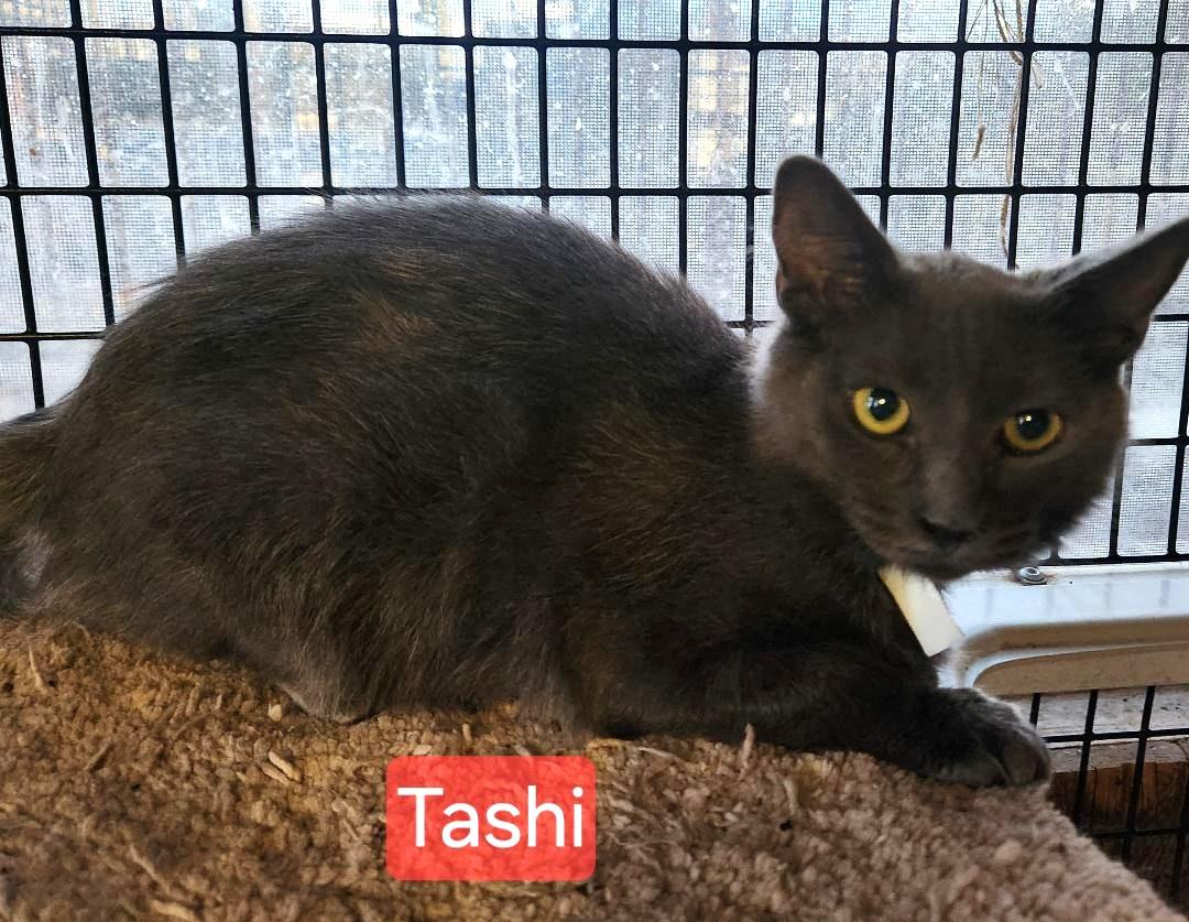 Enlarge Tashi, a Adoptable Domestic Short Hair in Las Cruces, NM image 2/2