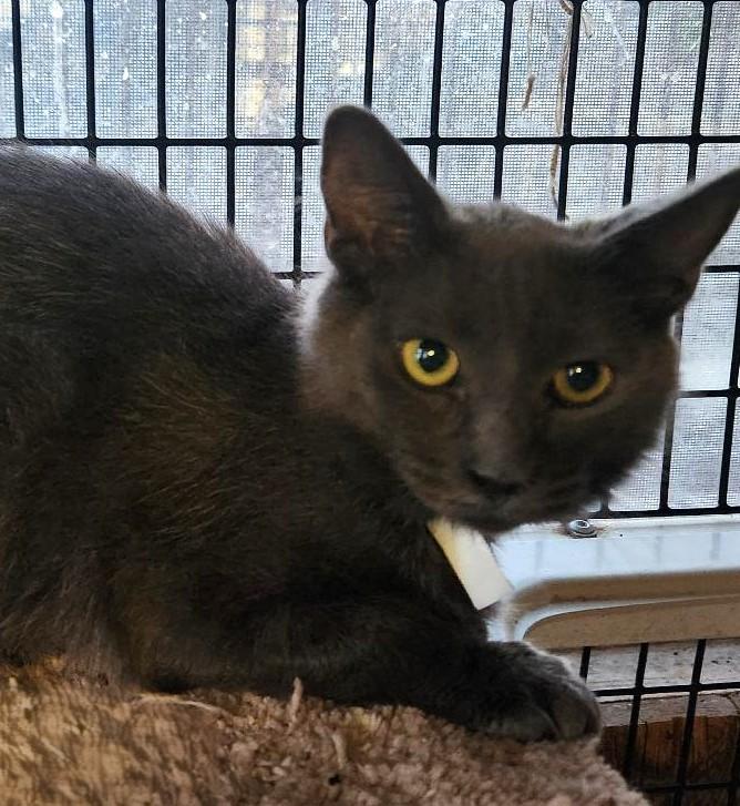 Enlarge Tashi, a Adoptable Domestic Short Hair in Las Cruces, NM image 1/2
