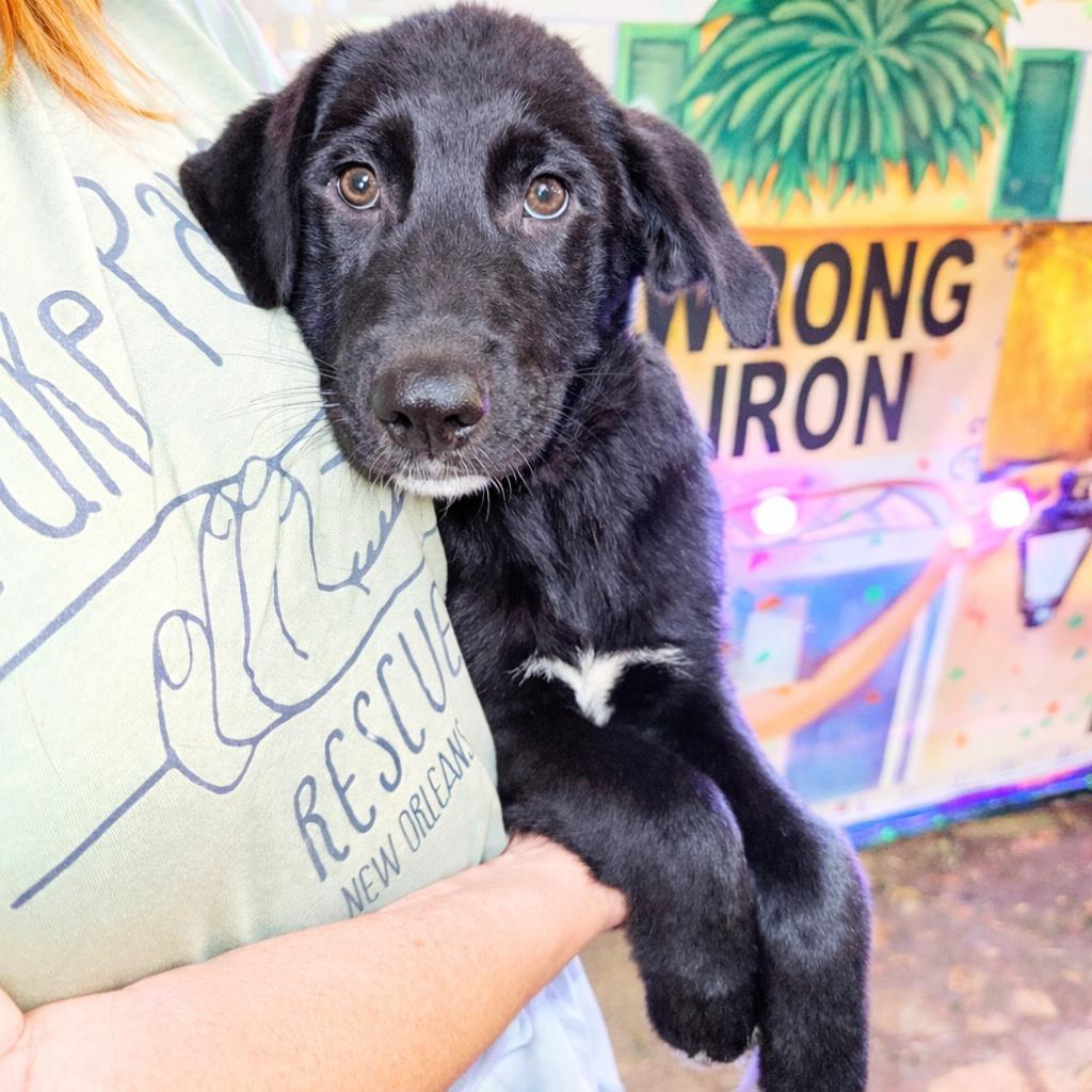 Mambo — thumbnail 2