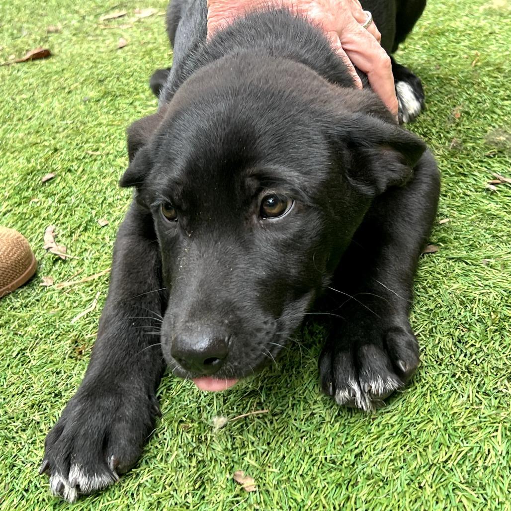 Mambo — thumbnail 3