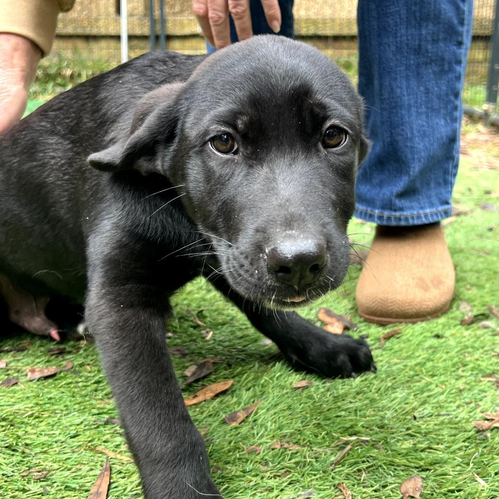 Mambo — thumbnail 4