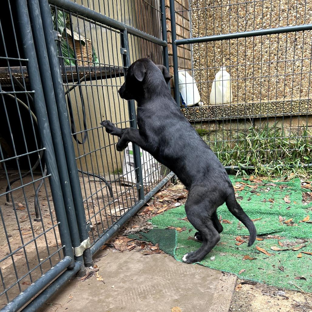 Mambo — thumbnail 5