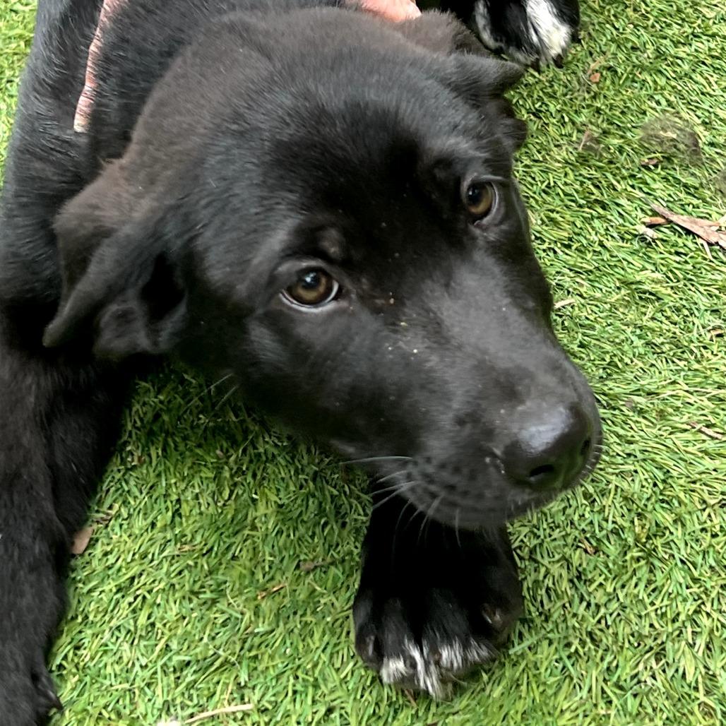 Mambo — thumbnail 6