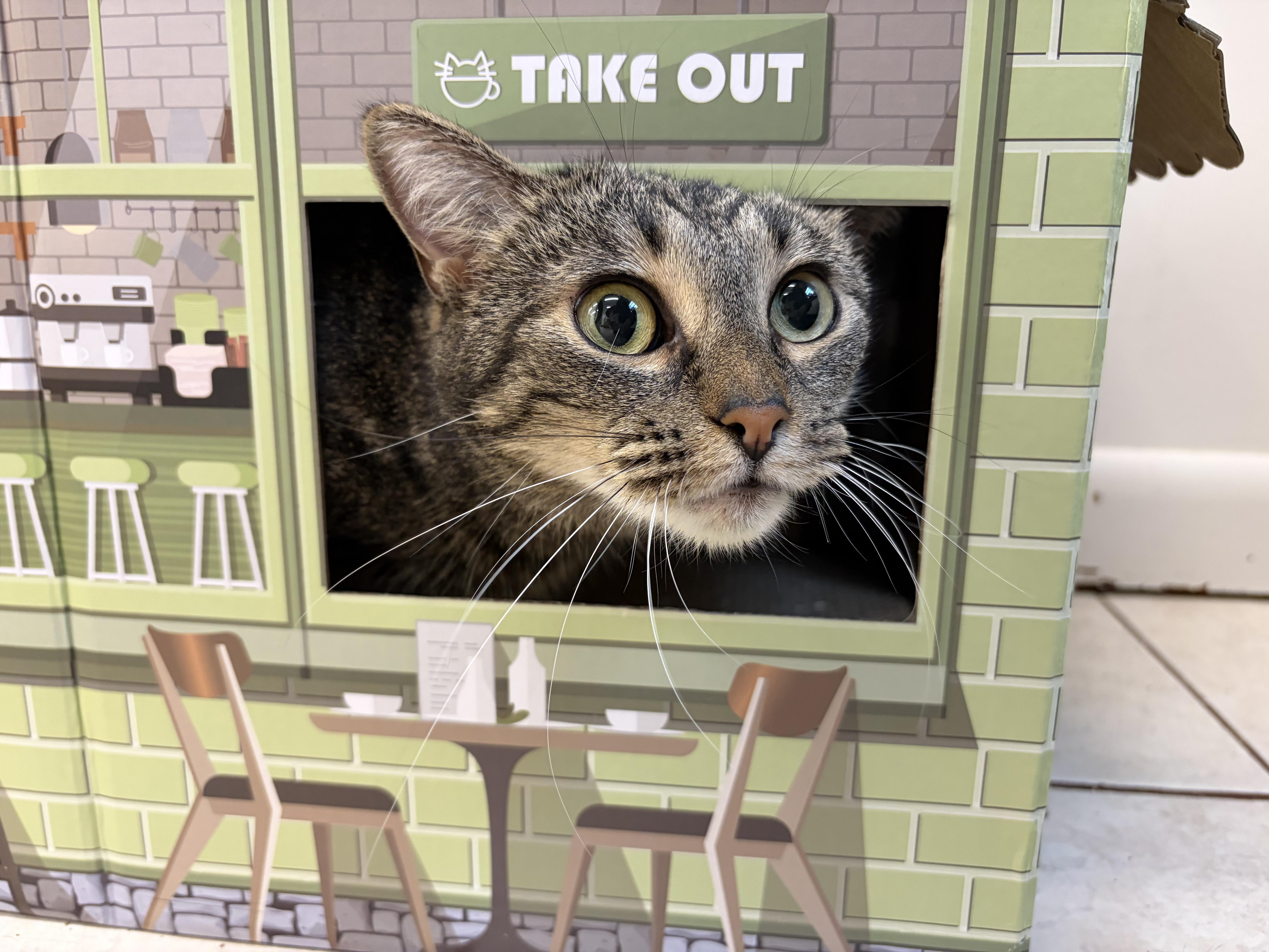 Enlarge Peepers, a Adopted Domestic Short Hair in AQUEBOGUE, NY image 1/5