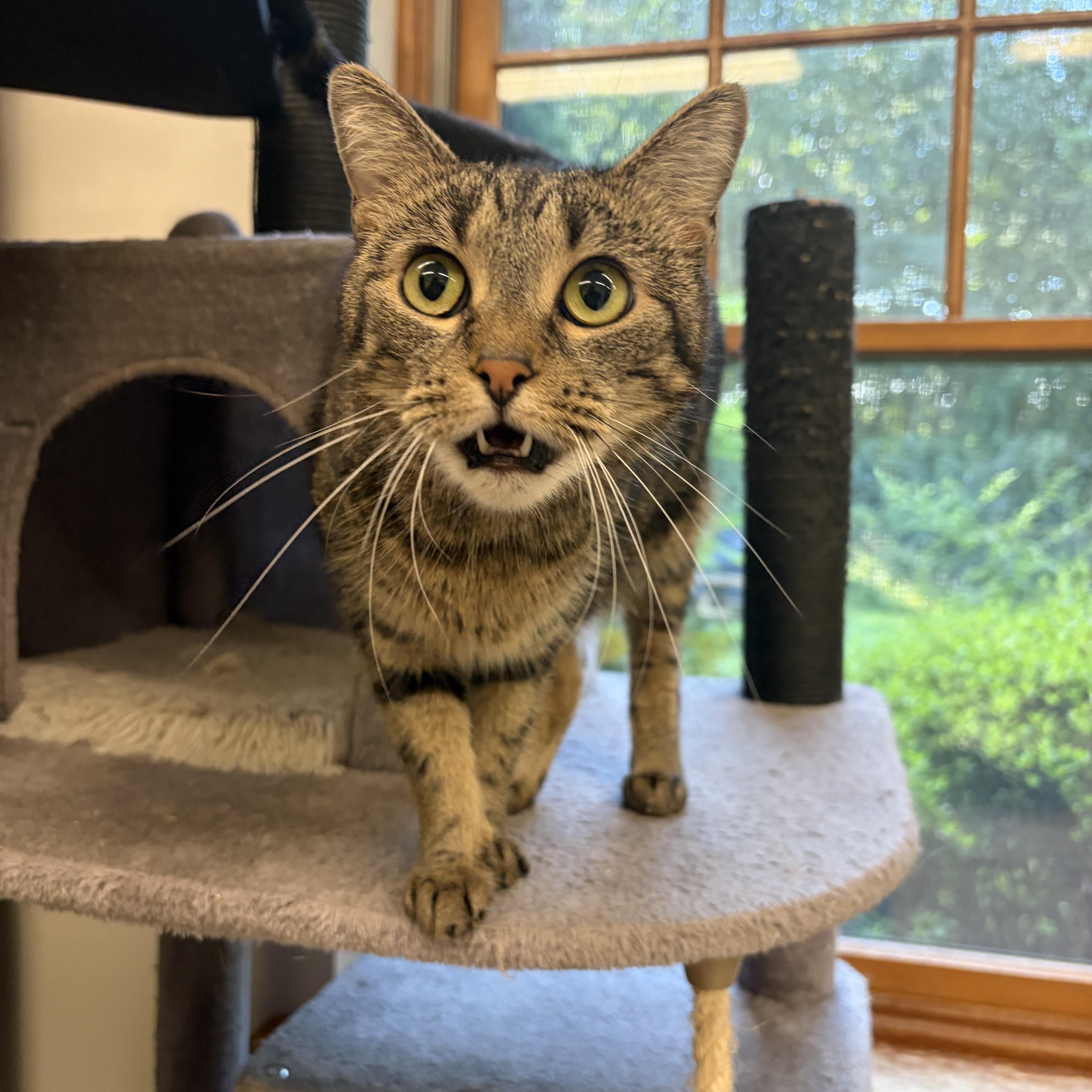 Enlarge Peepers, a Adopted Domestic Short Hair in AQUEBOGUE, NY image 4/5