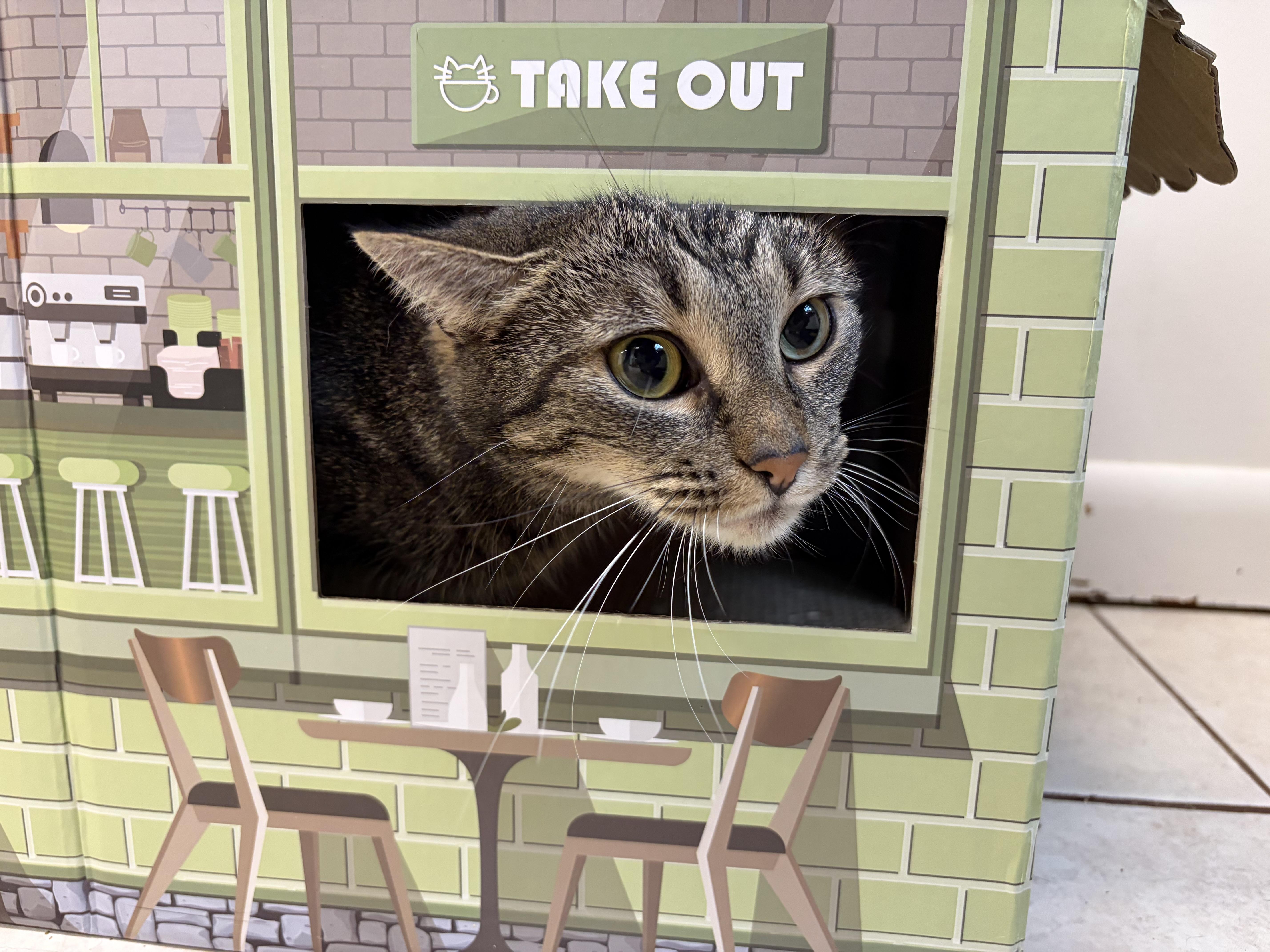 Enlarge Peepers, a Adopted Domestic Short Hair in AQUEBOGUE, NY image 2/5