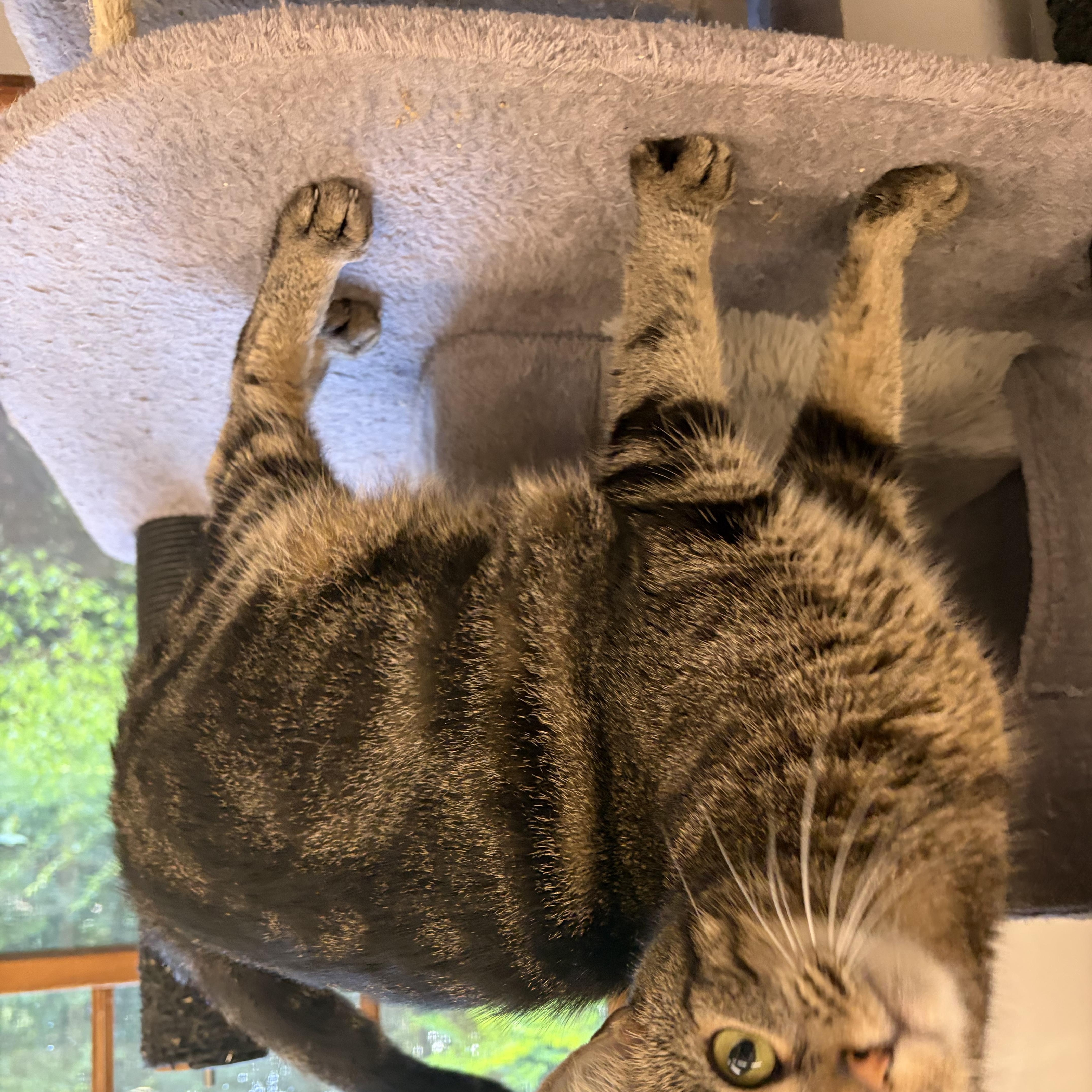 Enlarge Peepers, a Adopted Domestic Short Hair in AQUEBOGUE, NY image 5/5