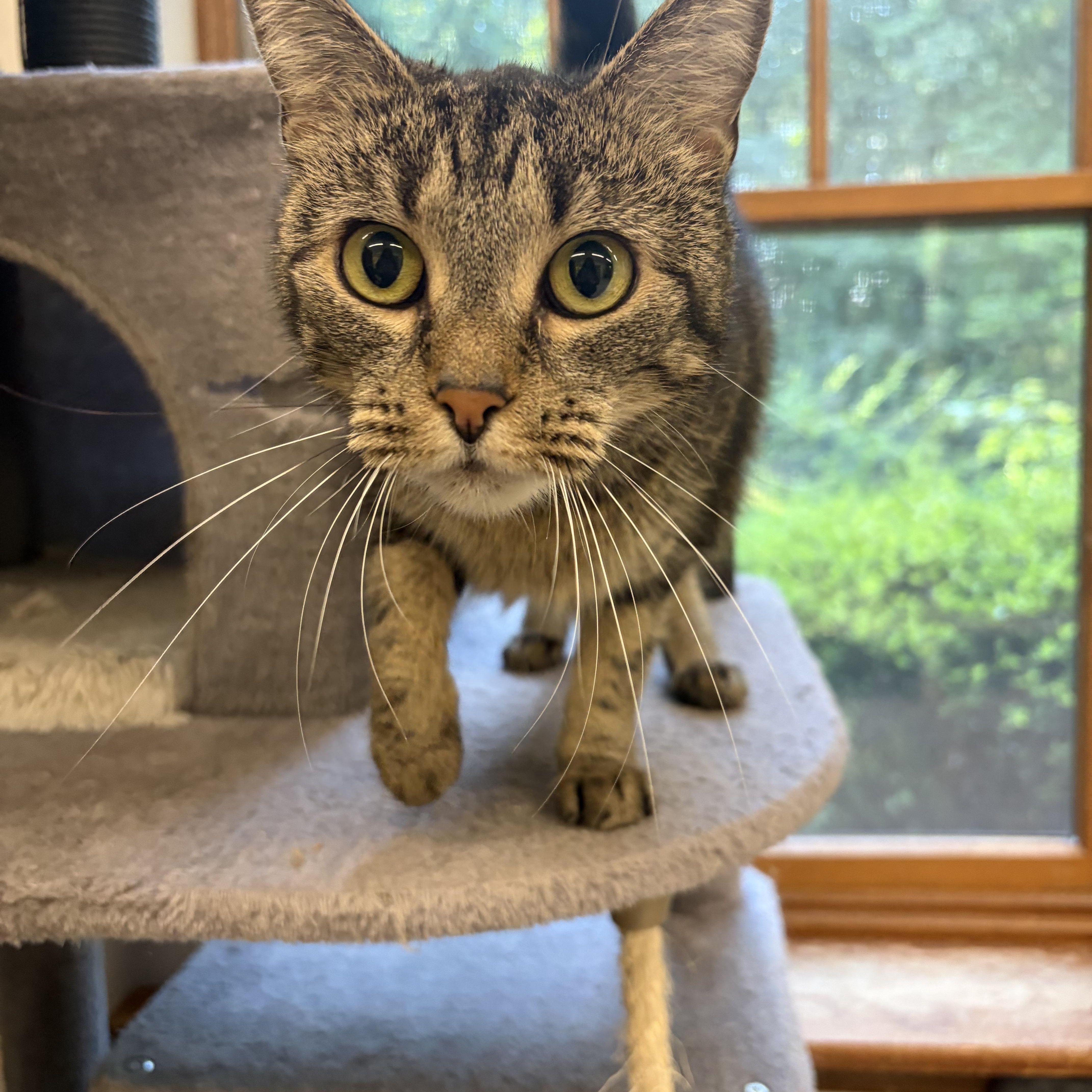 Enlarge Peepers, a Adopted Domestic Short Hair in AQUEBOGUE, NY image 3/5