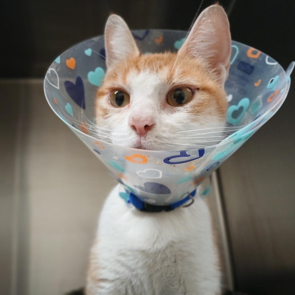 Chuset, a Adoptable mixed breed in Fall River, MA image 1/6